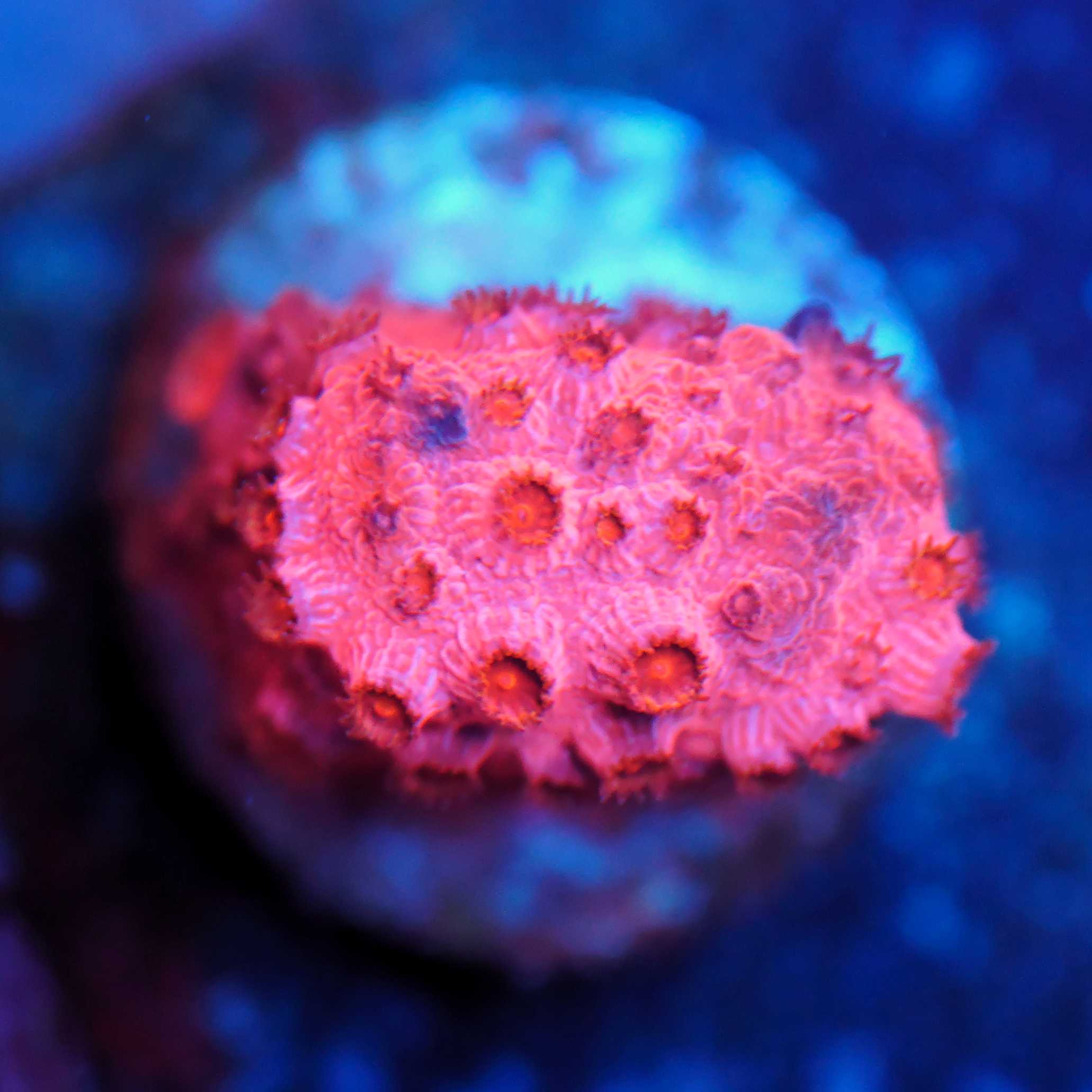 Cyphastrea sunkist