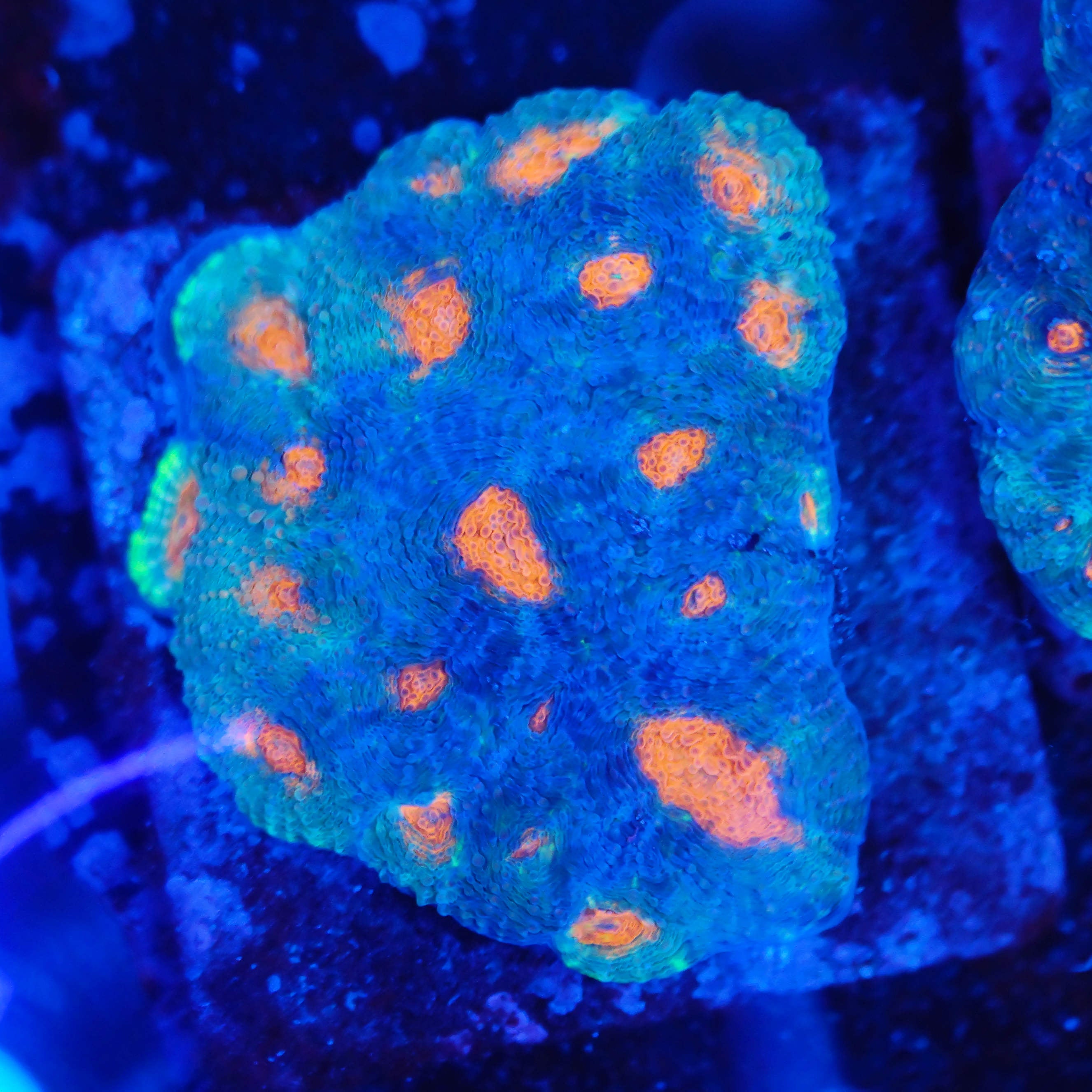 Acanthastrea echinata orange pop