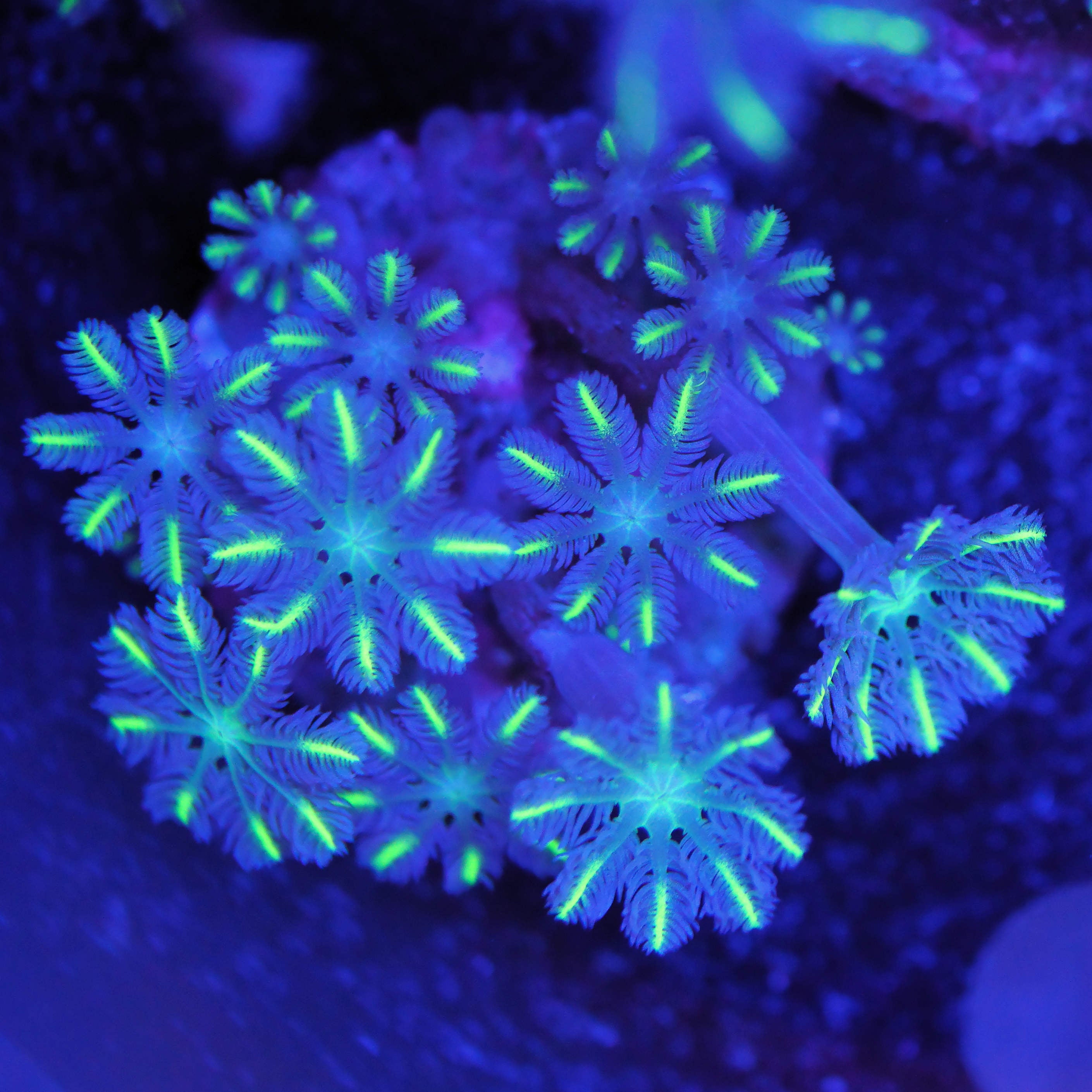 Clavularia gold tips
