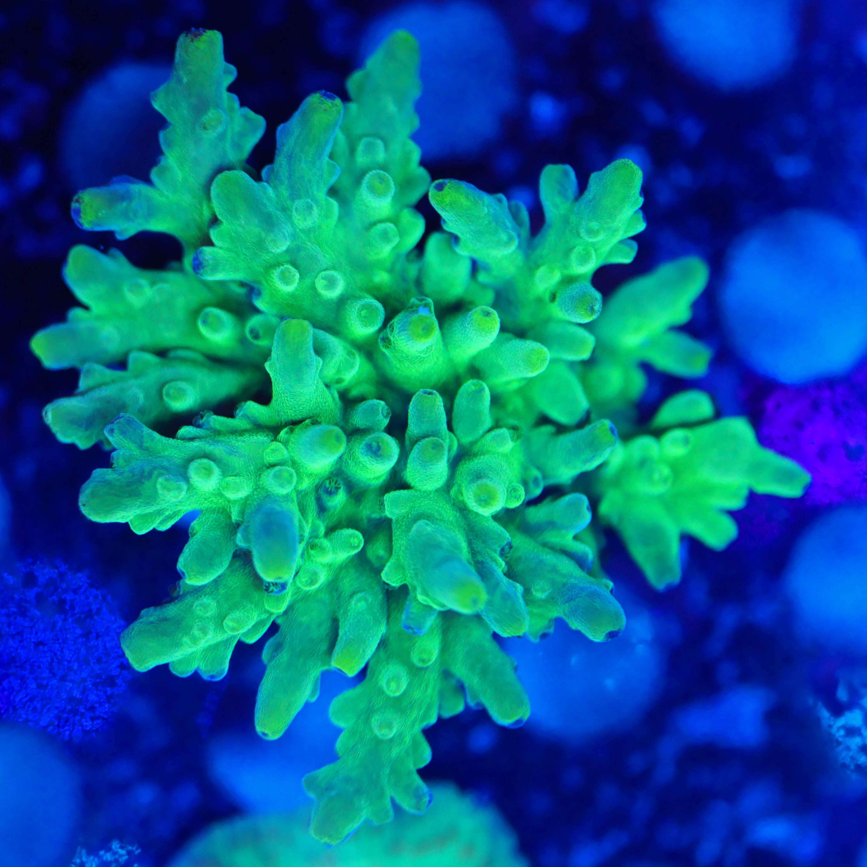 Acropora austera WYSIWYG