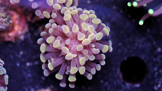 Euphyllia Paraancora gold