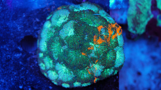 Acanthastrea Echinata Rainbow WYSIWYG