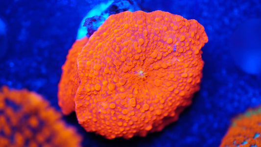 Discosoma Scheibenanemone ultra rot