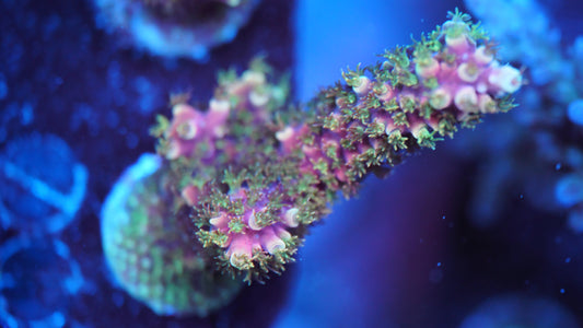 Acropora "dragonsbreath"