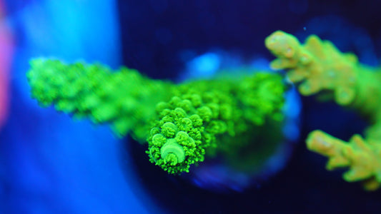 Acropora Enzmann (green slimer)