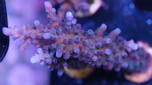 Acropora Tortuasa Miyagi