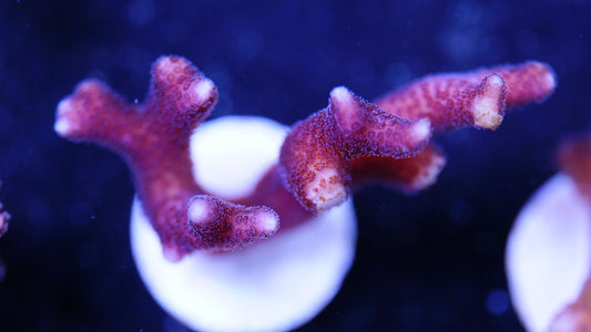 Seriatopora caliendrum pink lose