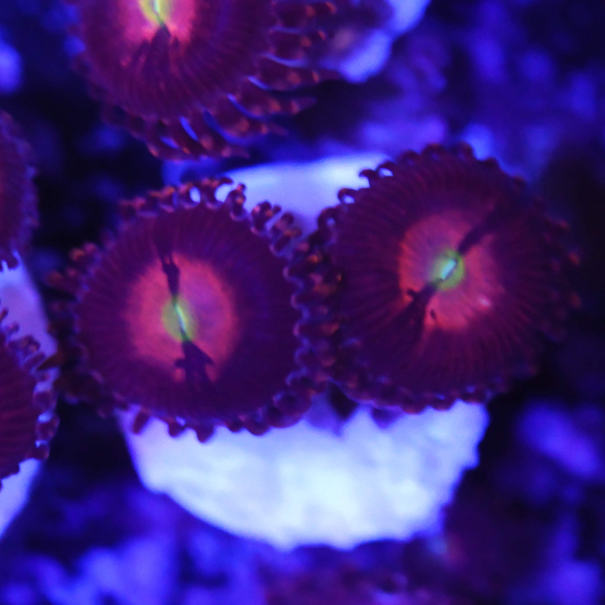 Zoanthus alien explosion