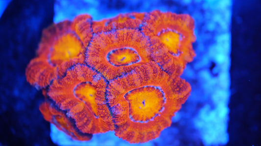 Acanthastrea micromussa ultra orange/gelb WYSIWYG