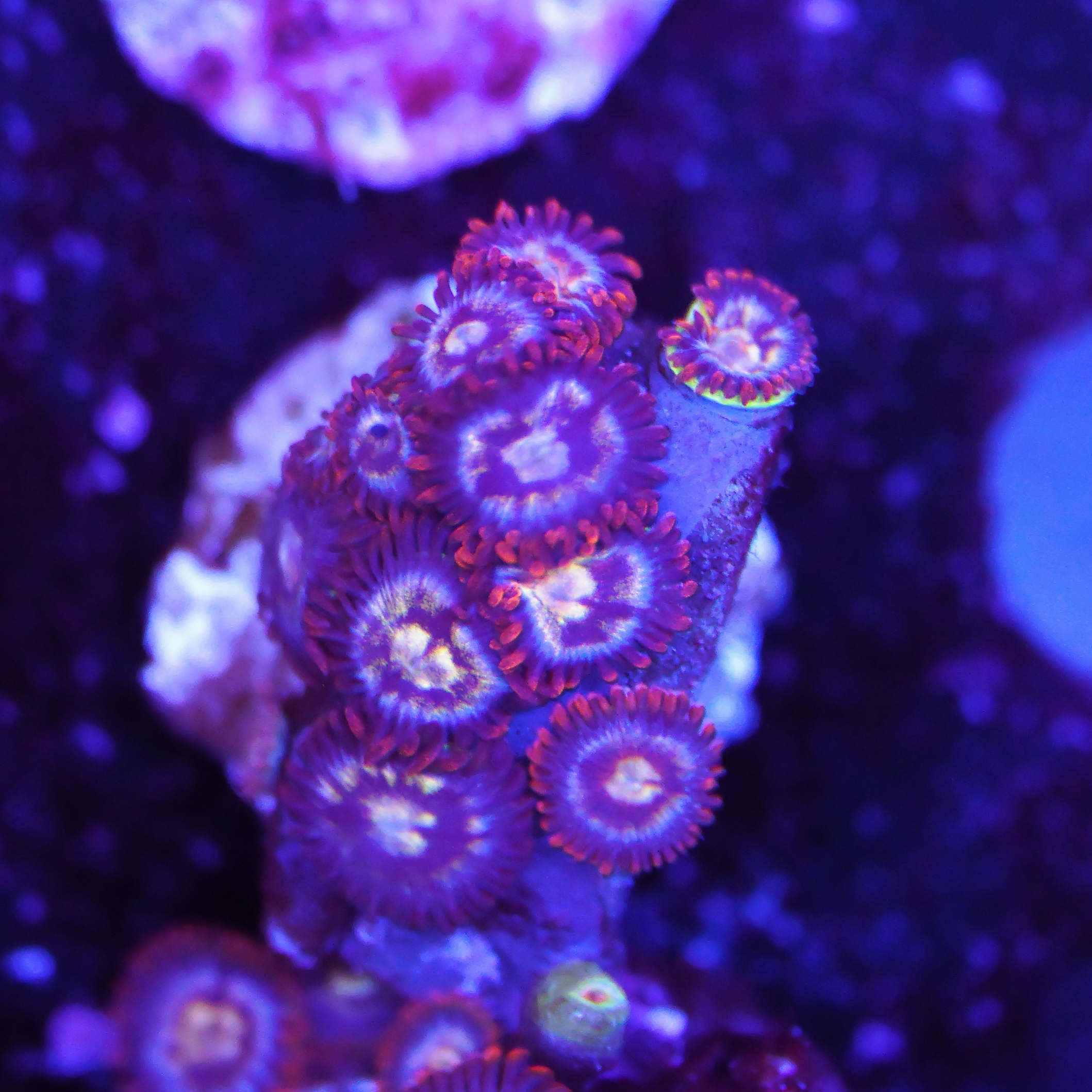Zoanthus sp.