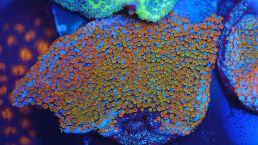 Montipora rainbow