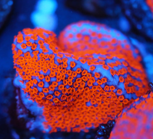 Montipora Superman