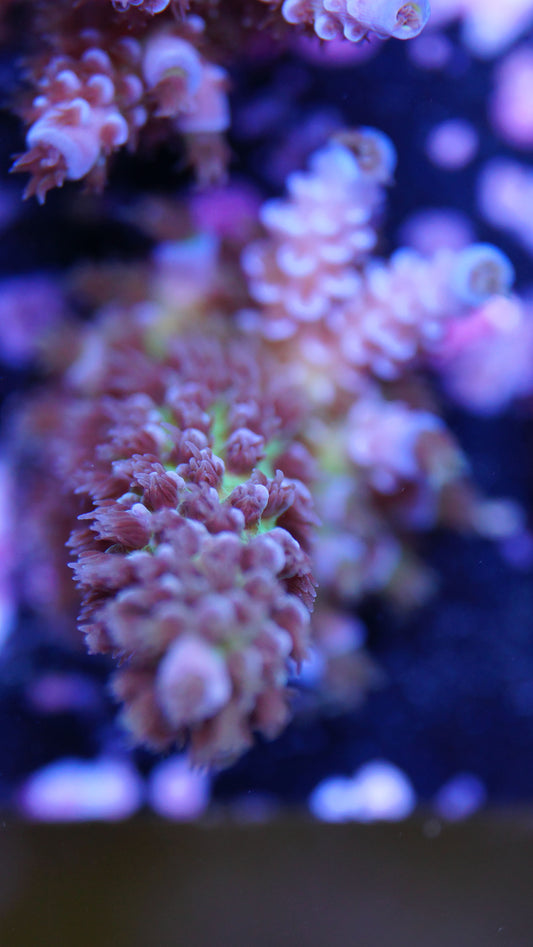 Acropora tenuis