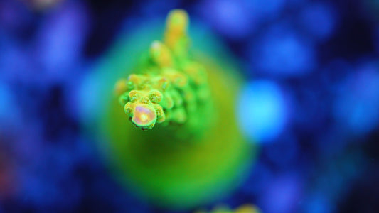 Acropora "mango garden"