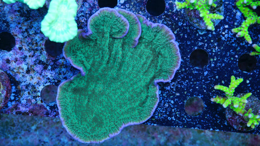 Montipora cap. grün, violetter Rand