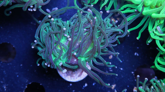 Euphyllia Glabrescens grün, neon center