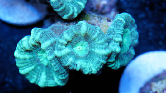 Caulastrea stripes