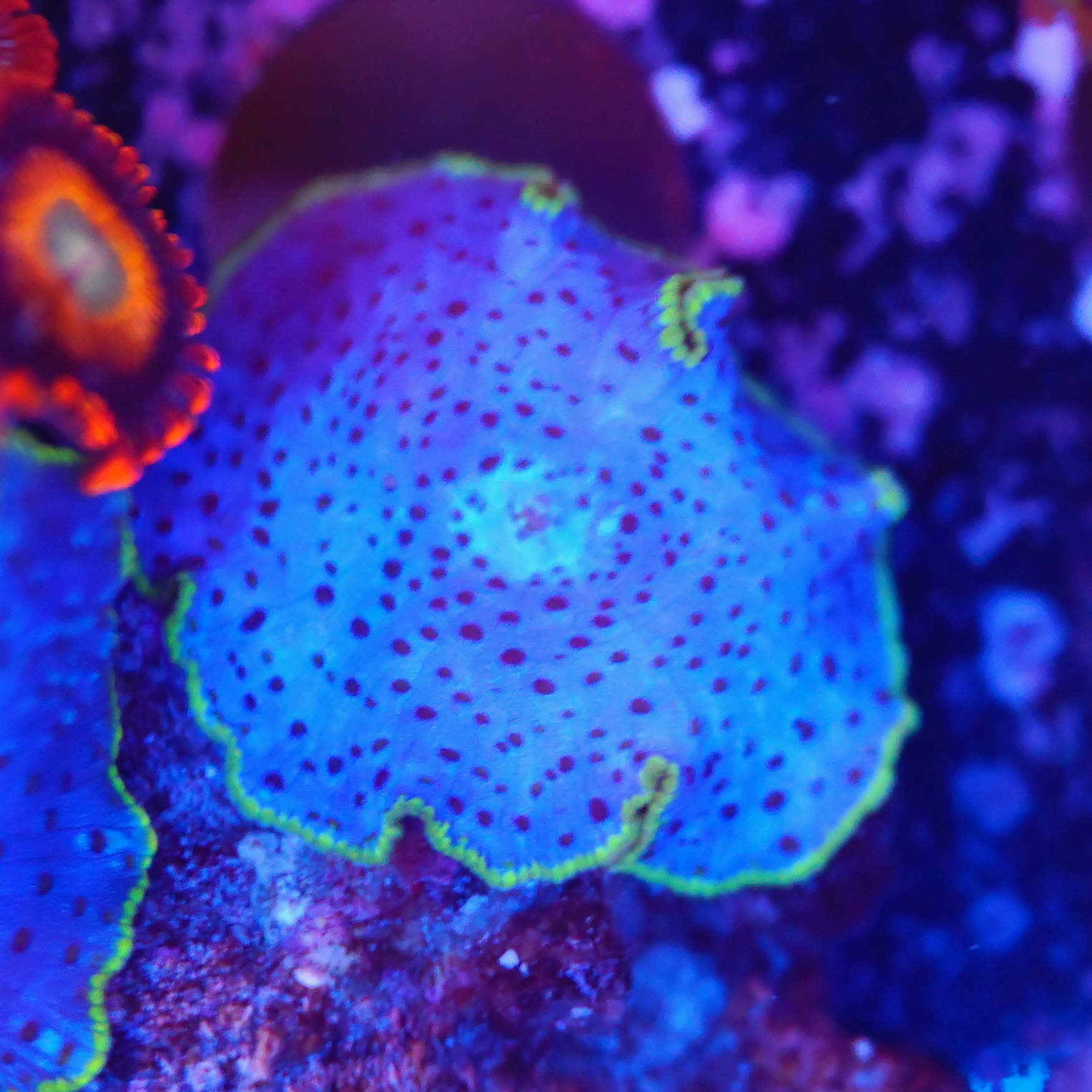 Discosoma blau / goldener Rand