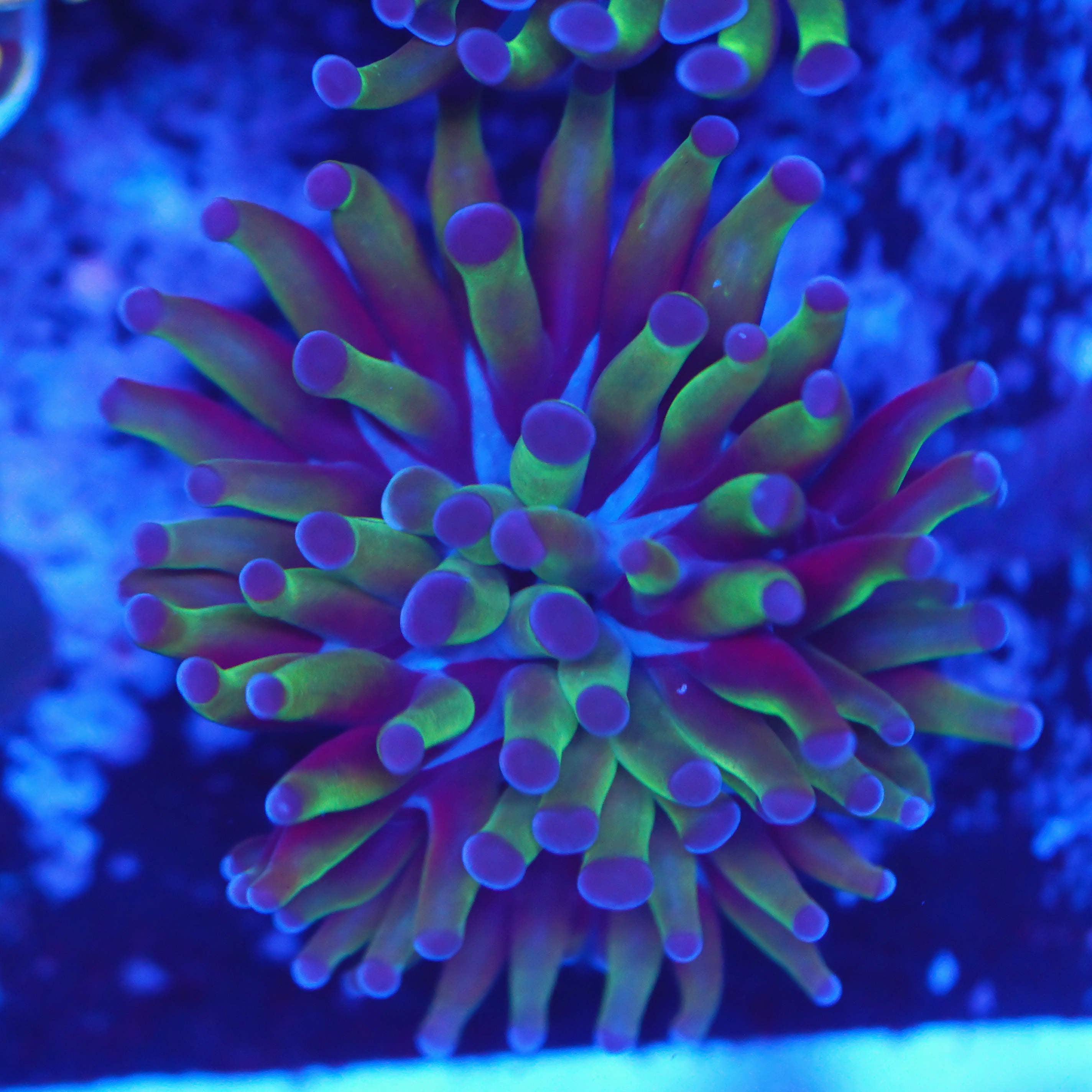 Euphyllia paraancora violett grün