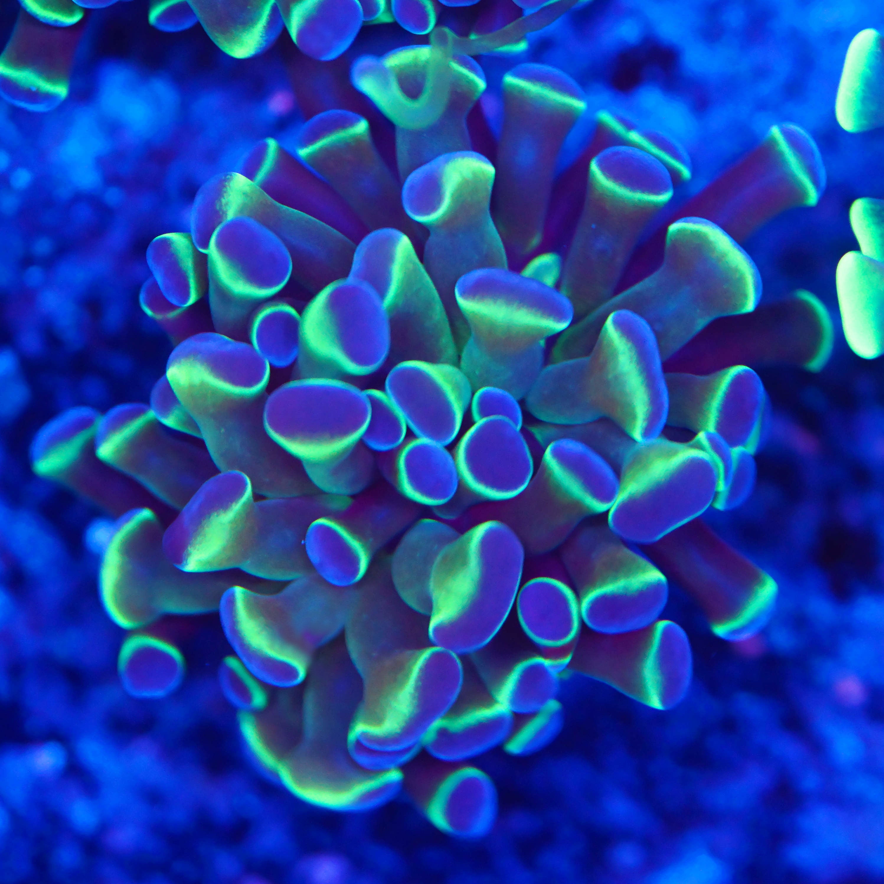 Euphyllia paraancora hologram