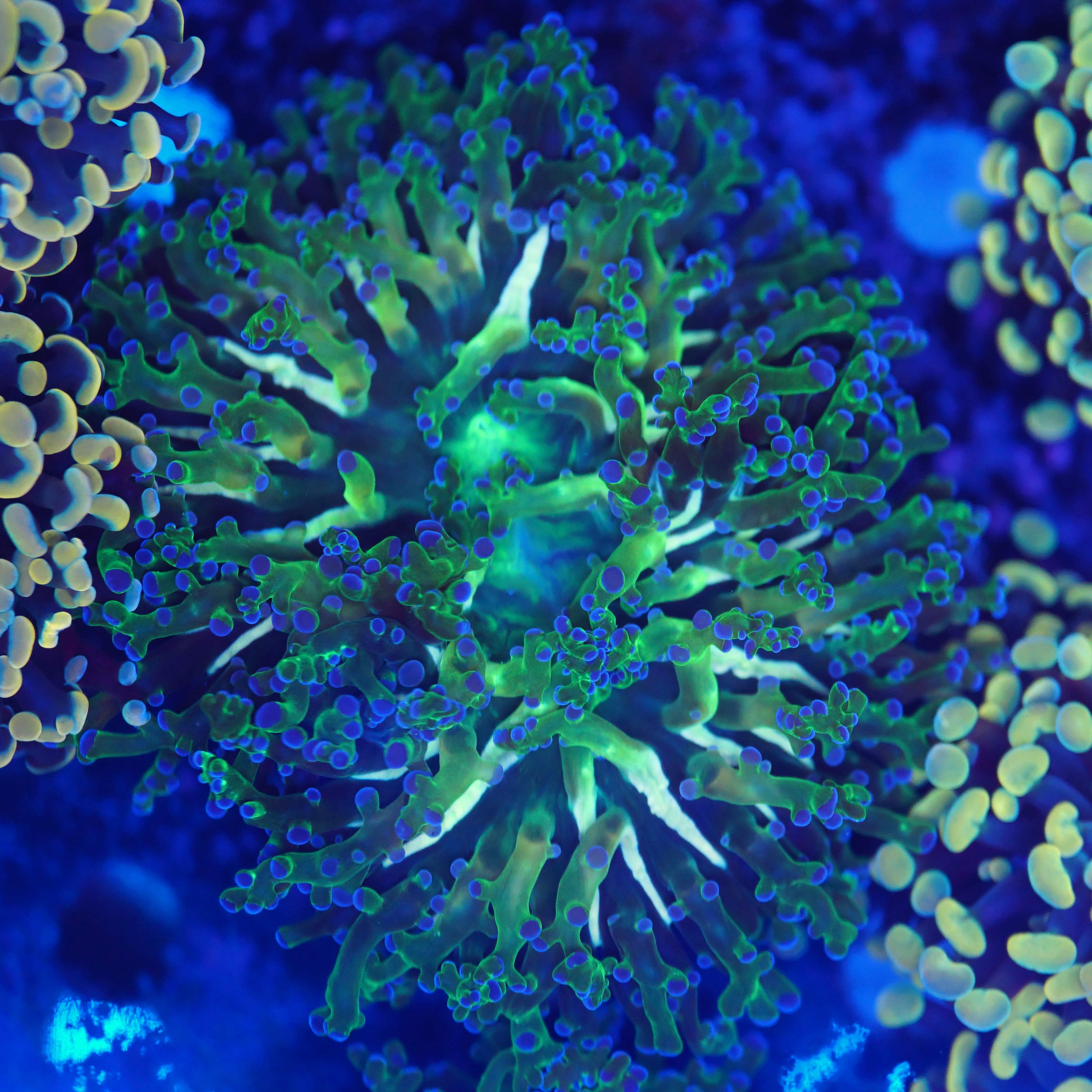 Euphyllia paradivisa ultra bi-color WYSIWYG