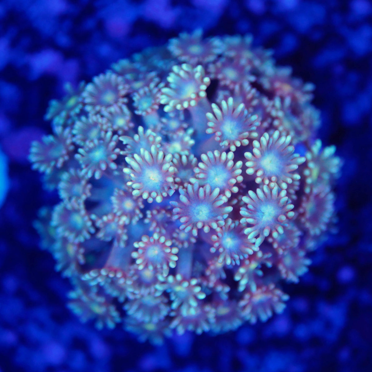 Goniopora leopard