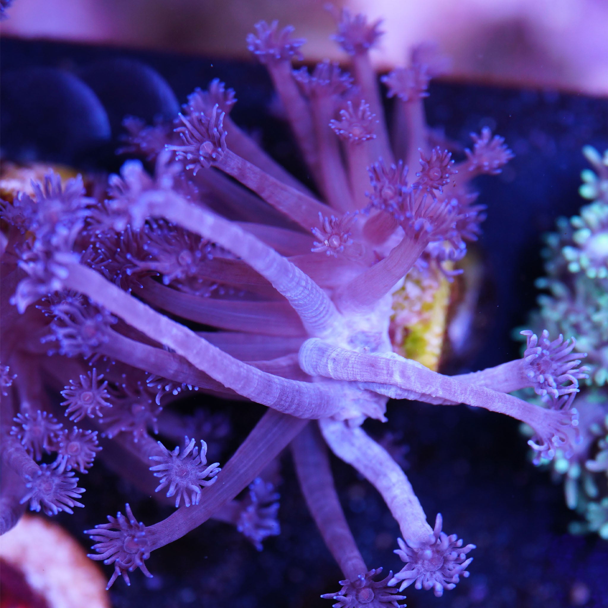 Goniopora blau Korallenableger aus Nachzucht 