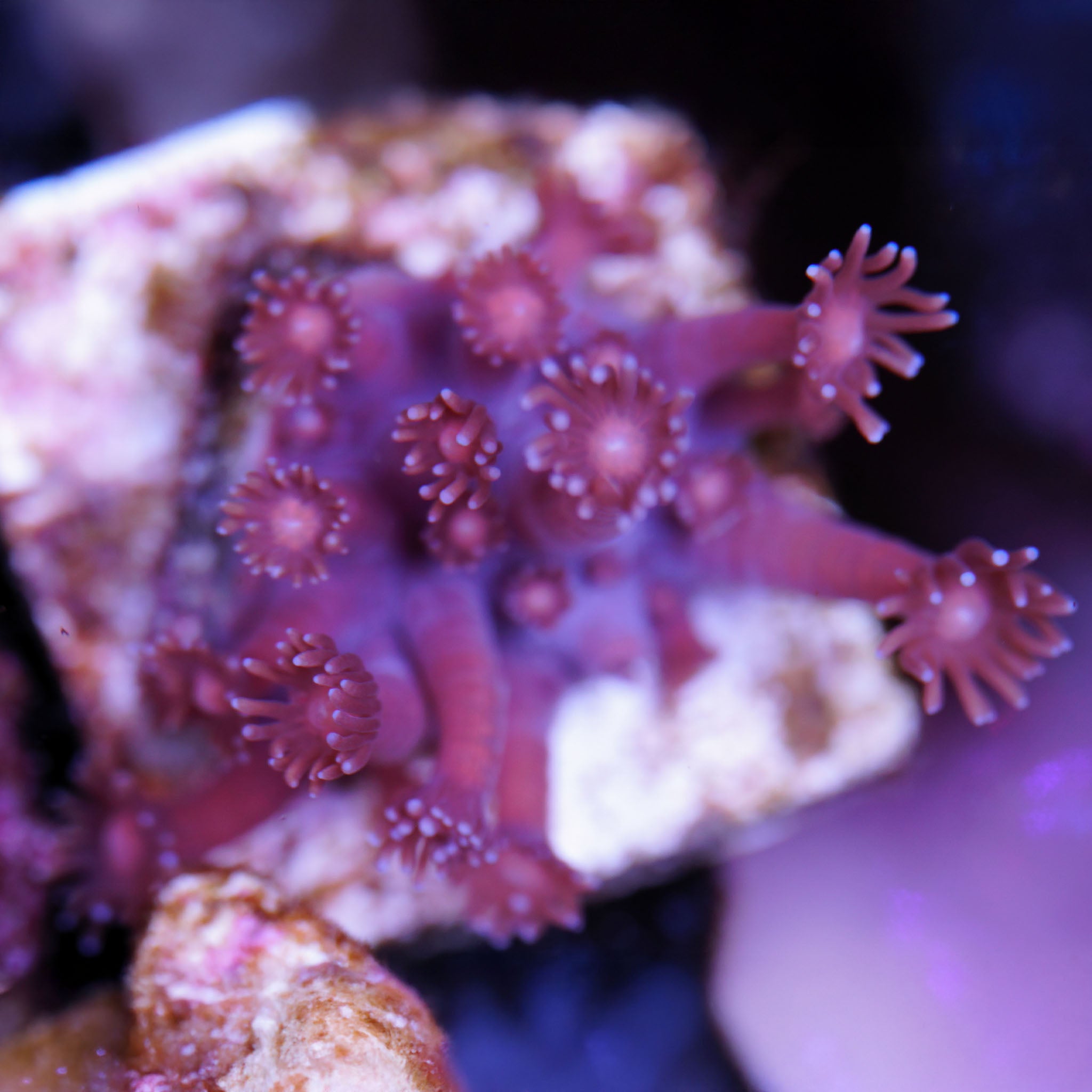 Goniopora in leichtem rot Korallenableger aus Nachzucht 