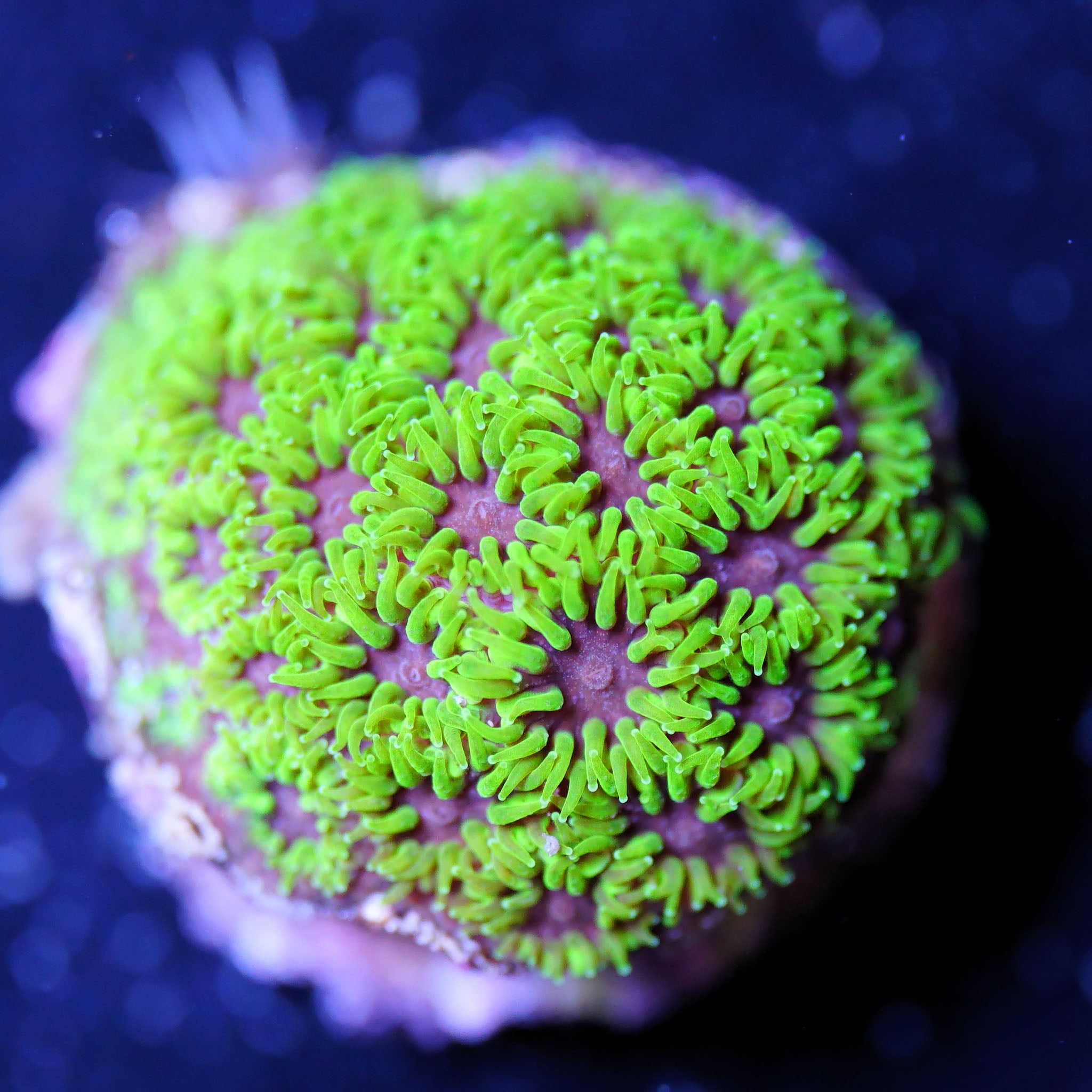 Leptastrea Tryptophobia Korallenableger aus Nachzucht 