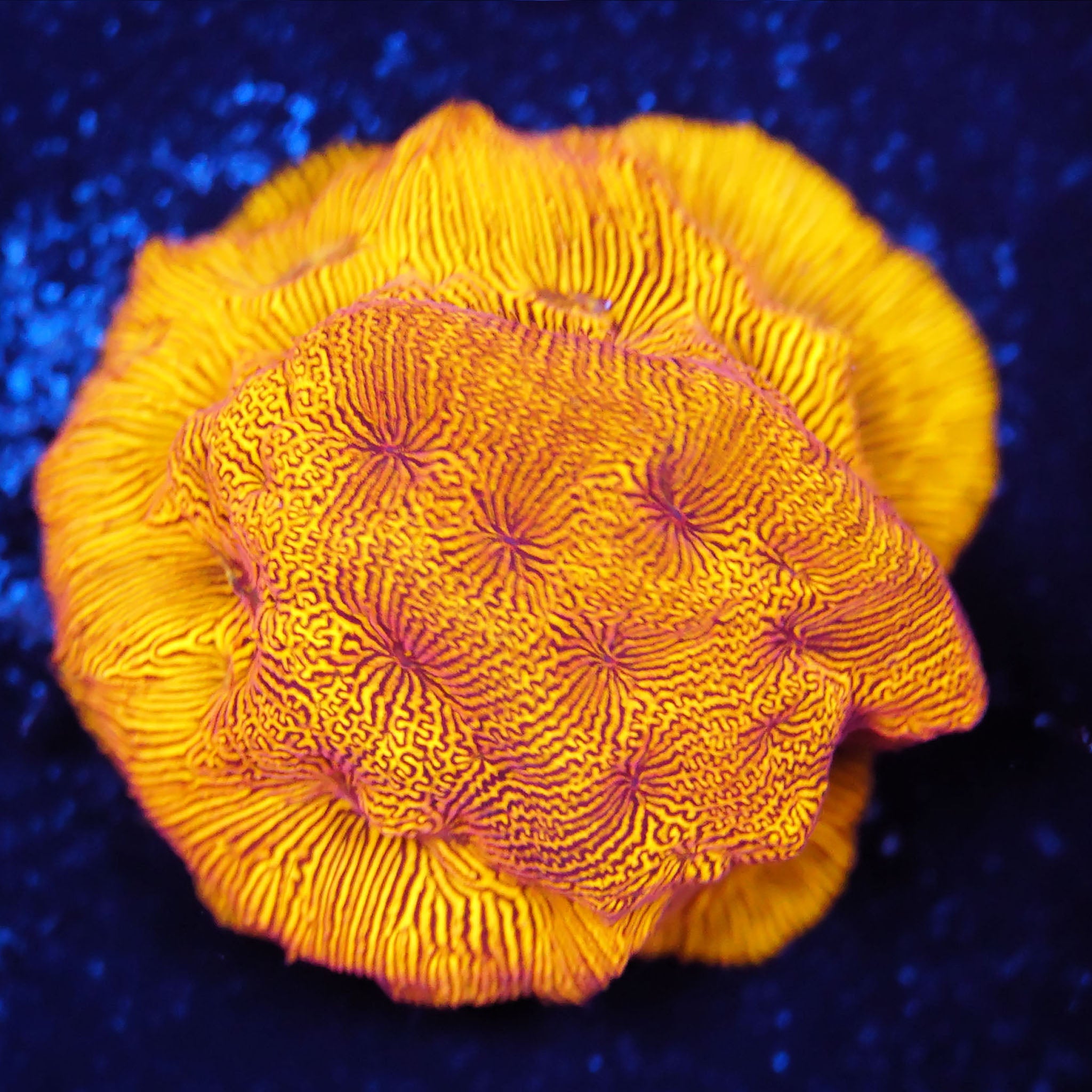 Leptoseris 24k Lps Korallenableger aus Nachzucht bei Blaulicht