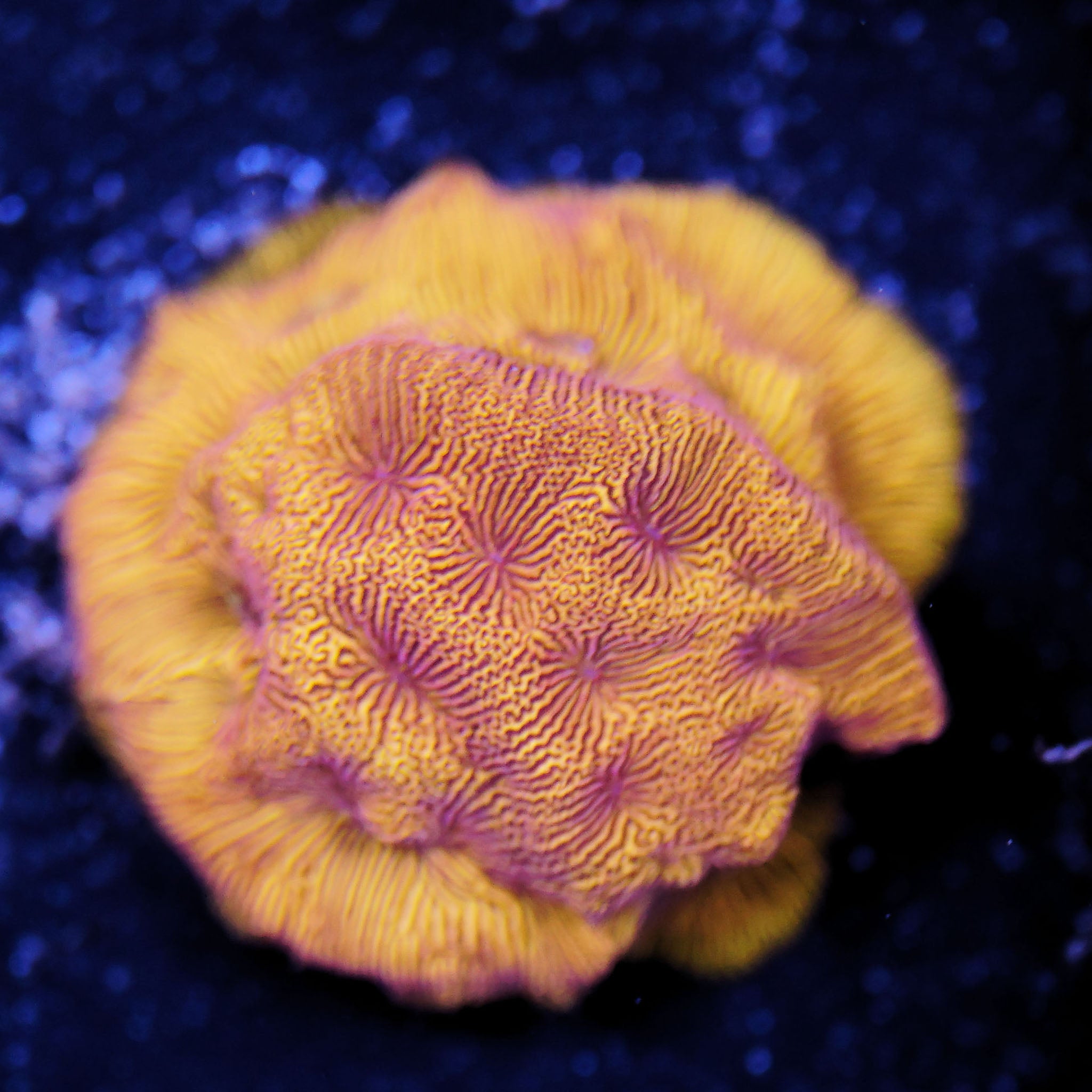 Leptoseris 24k Lps Korallenableger aus Nachzucht 