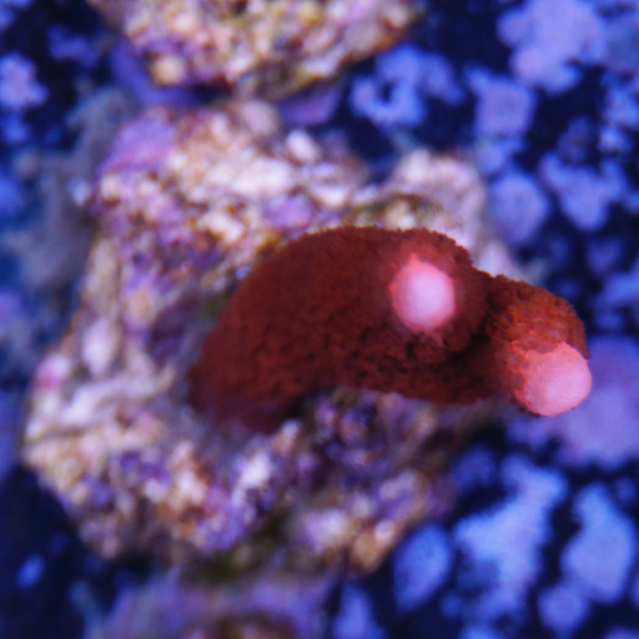 Montipora Digitata in rot Korallenableger aus Nachzucht 