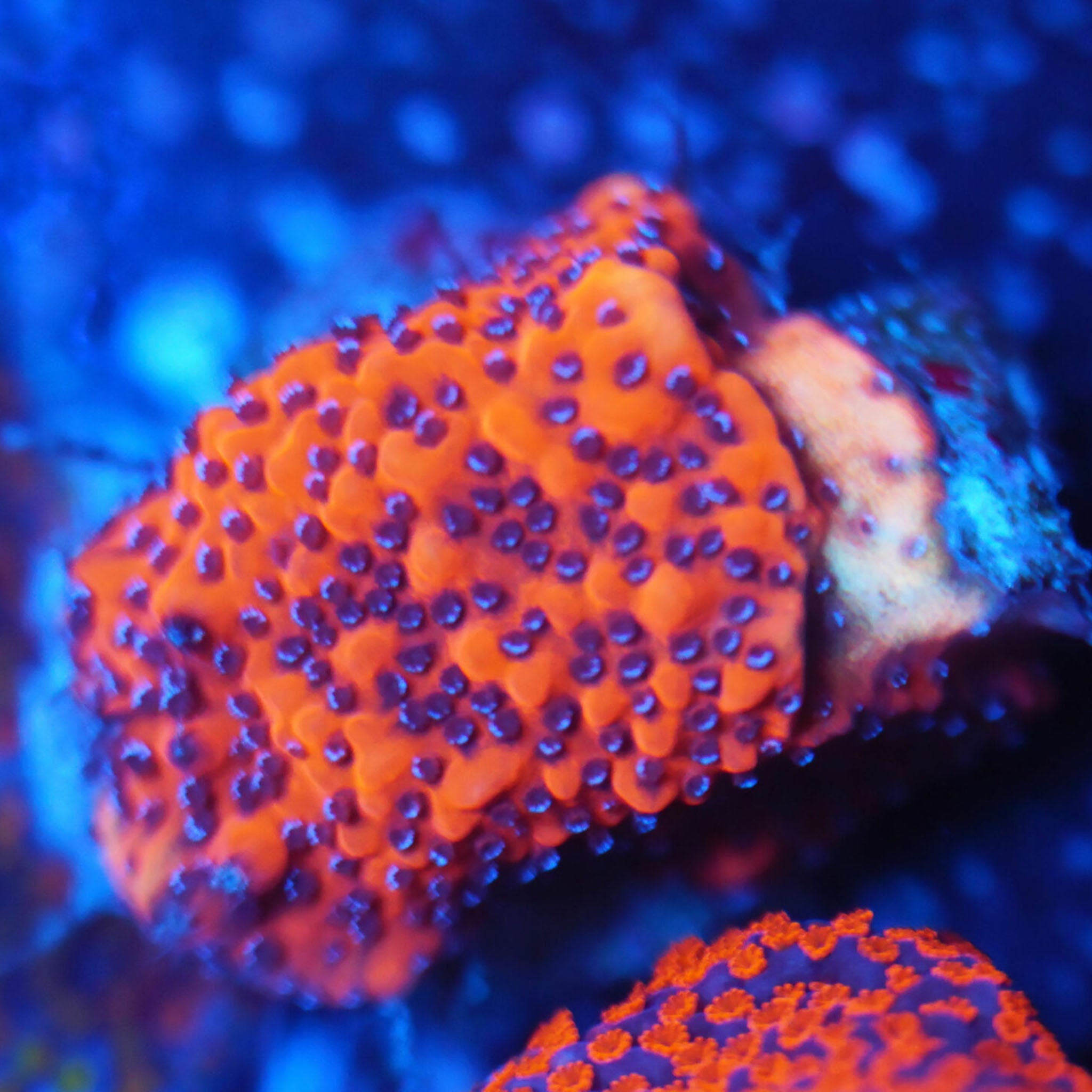 Montipora Mystic Sunset orangenes Gewebe mit blauen Polypen Korallenableger aus Nachzucht 