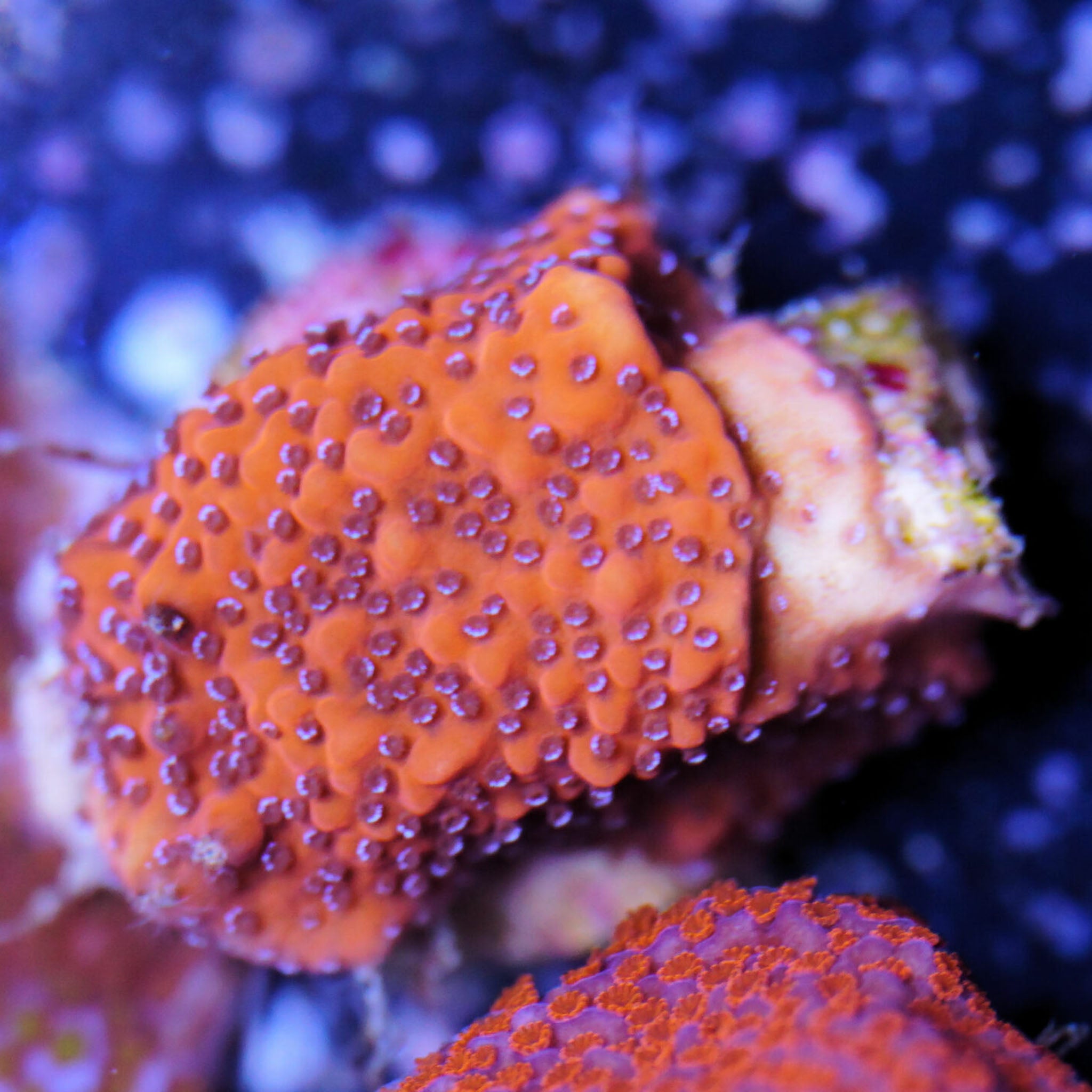 Montipora Mystic Sunset orangenes Gewebe mit blauen Polypen Korallenableger aus Nachzucht 