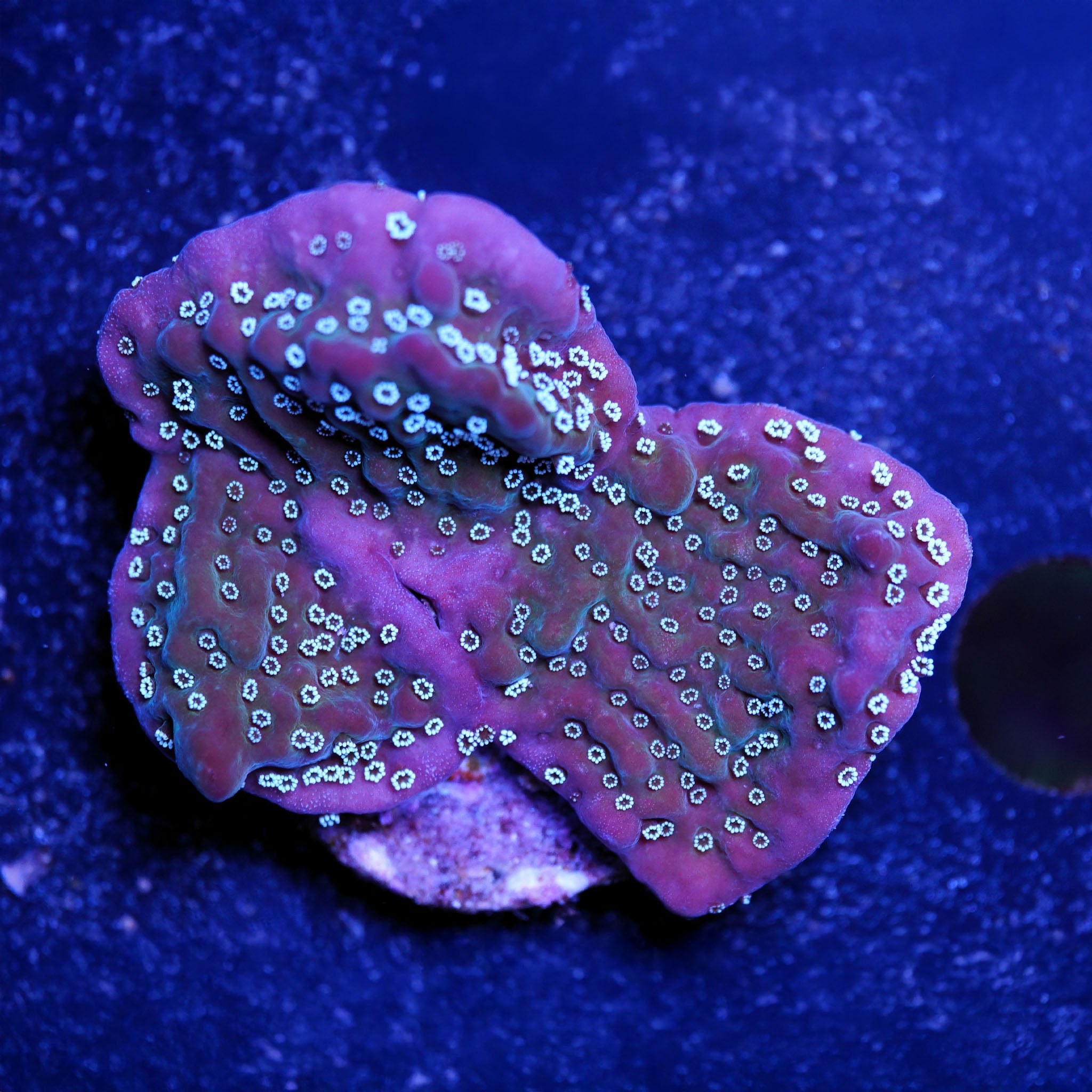 Montipora True Undata Korallenableger aus Nachzucht 
