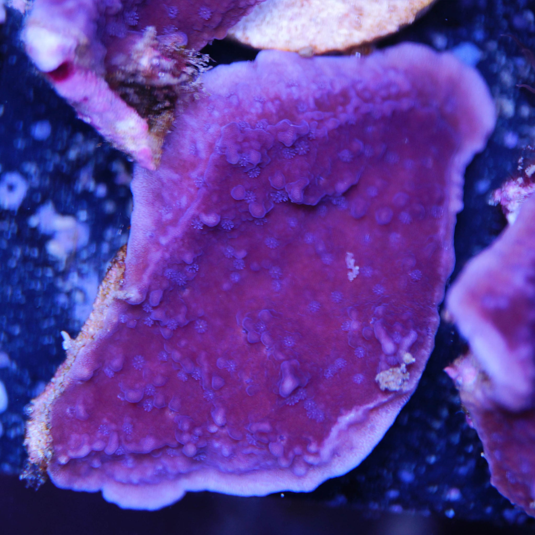 Montipora capricornis in lila Korallenableger aus Nachzucht 