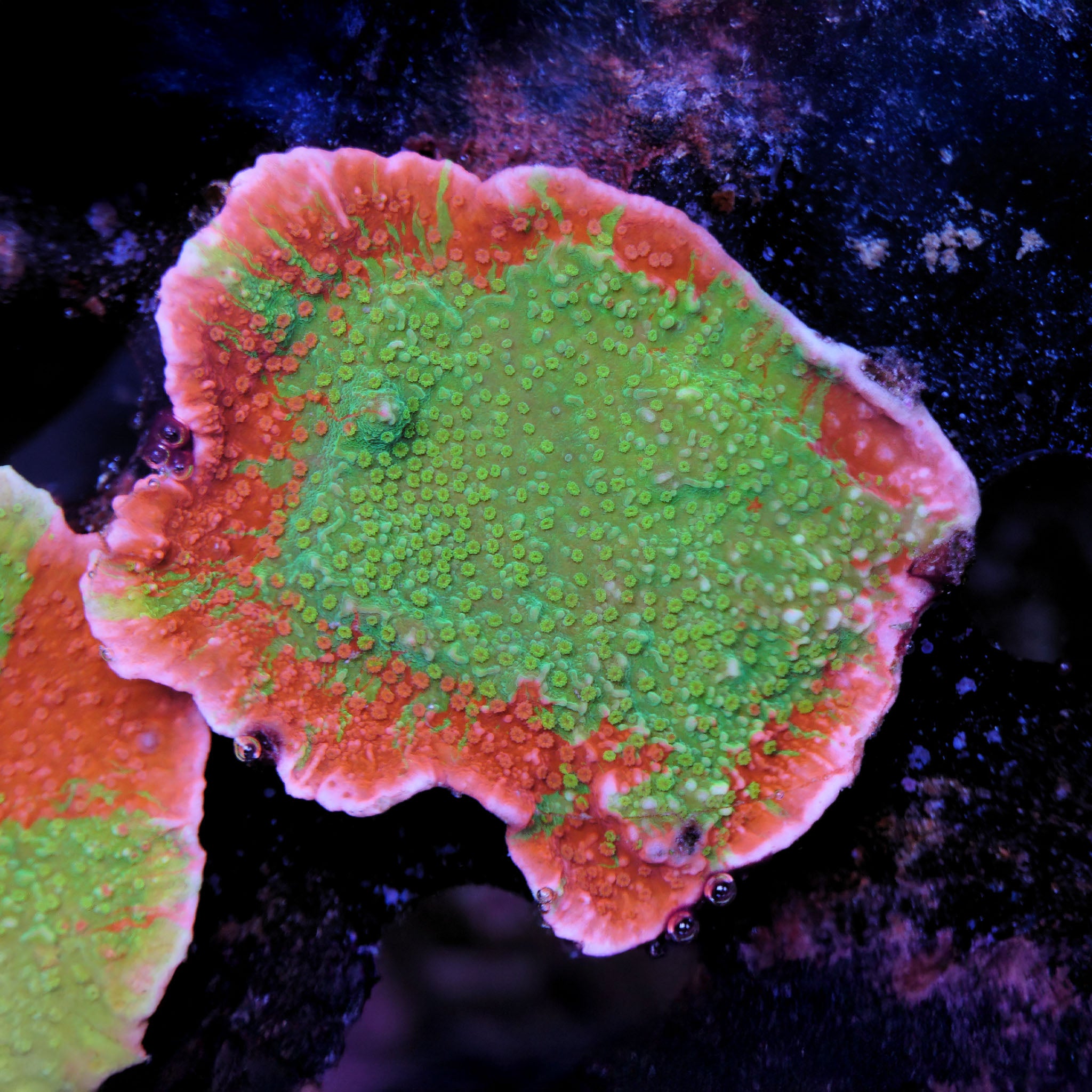 Montipora grafted Rot und grün Korallenableger aus Nachzucht groß