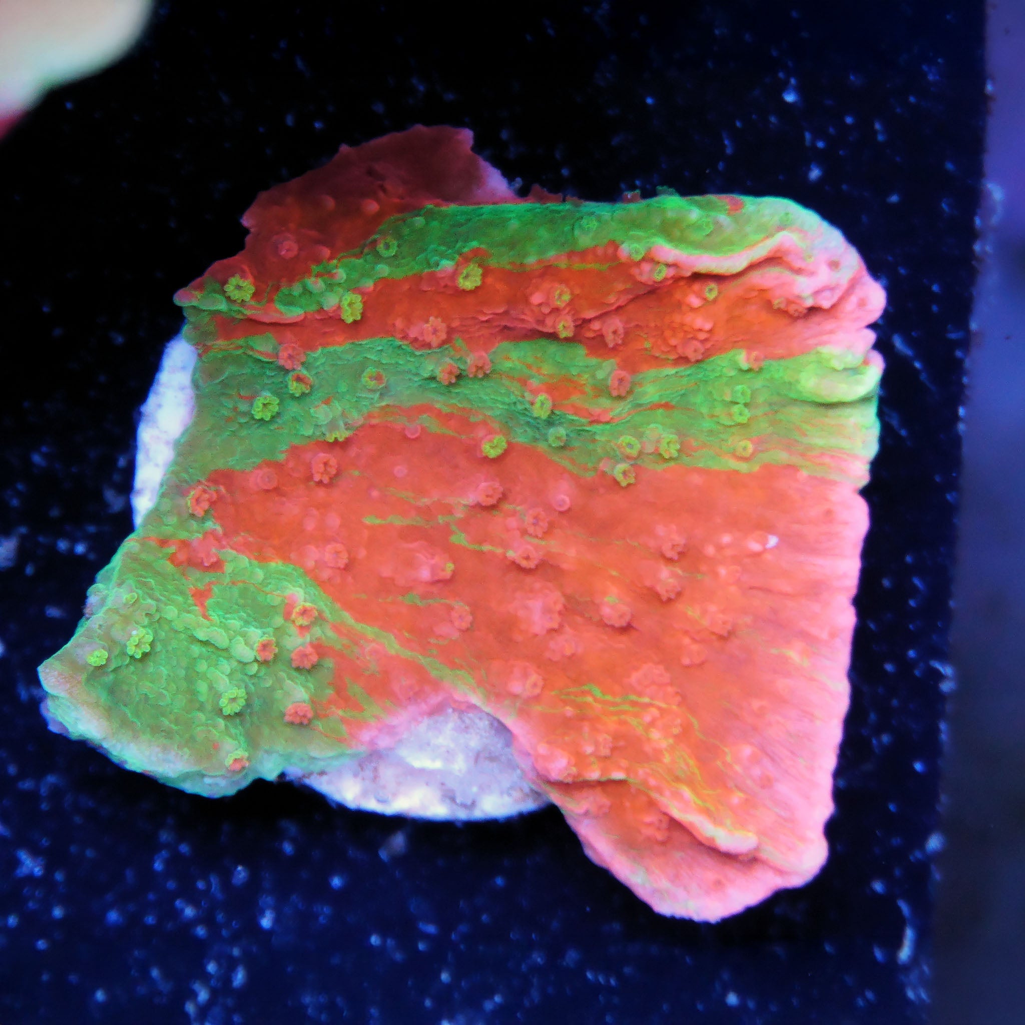 Montipora grafted Rot und grün Korallenableger aus Nachzucht 
