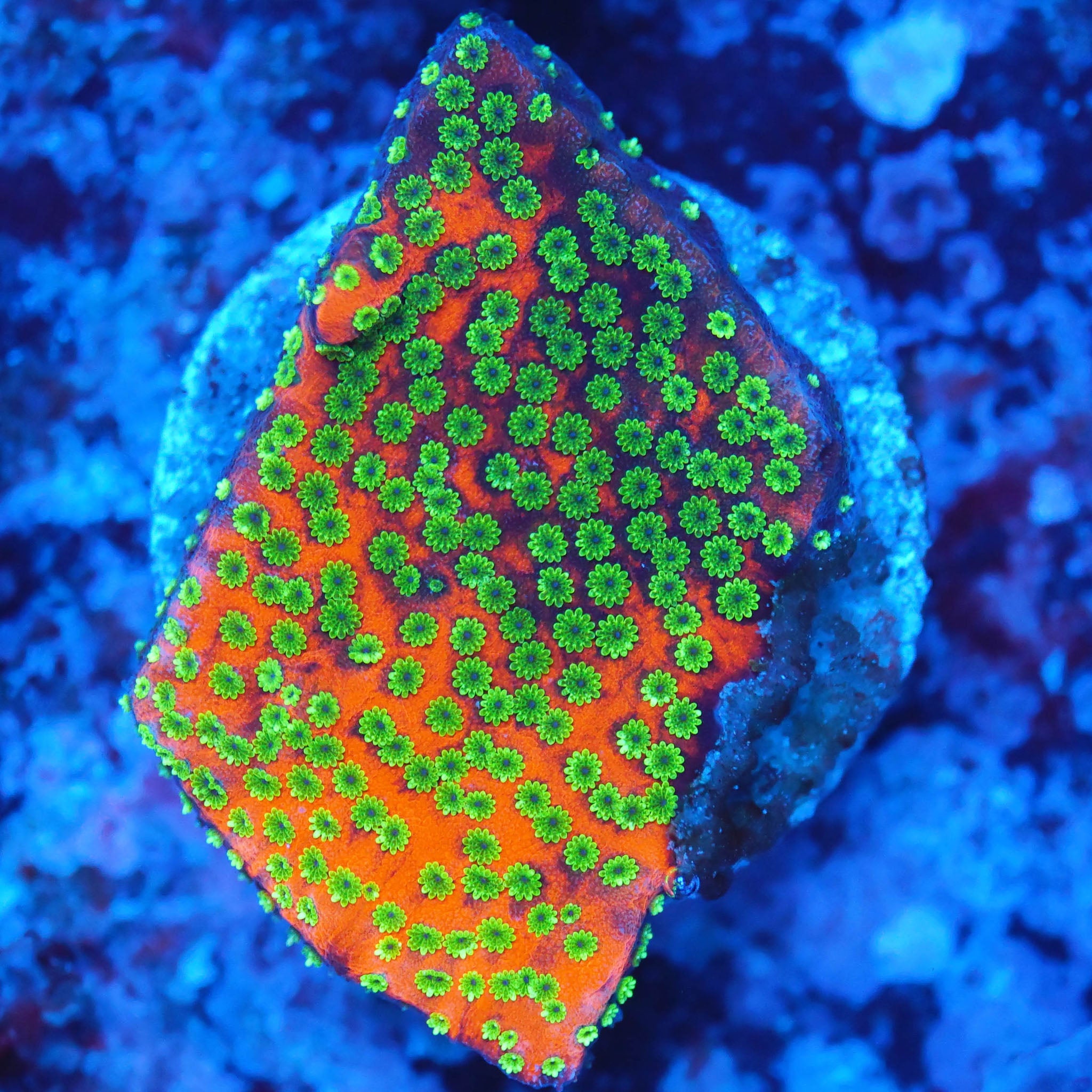 Montipora Sunset orangenes Gewebe mit grünen Polypen Korallenableger aus Nachzucht 