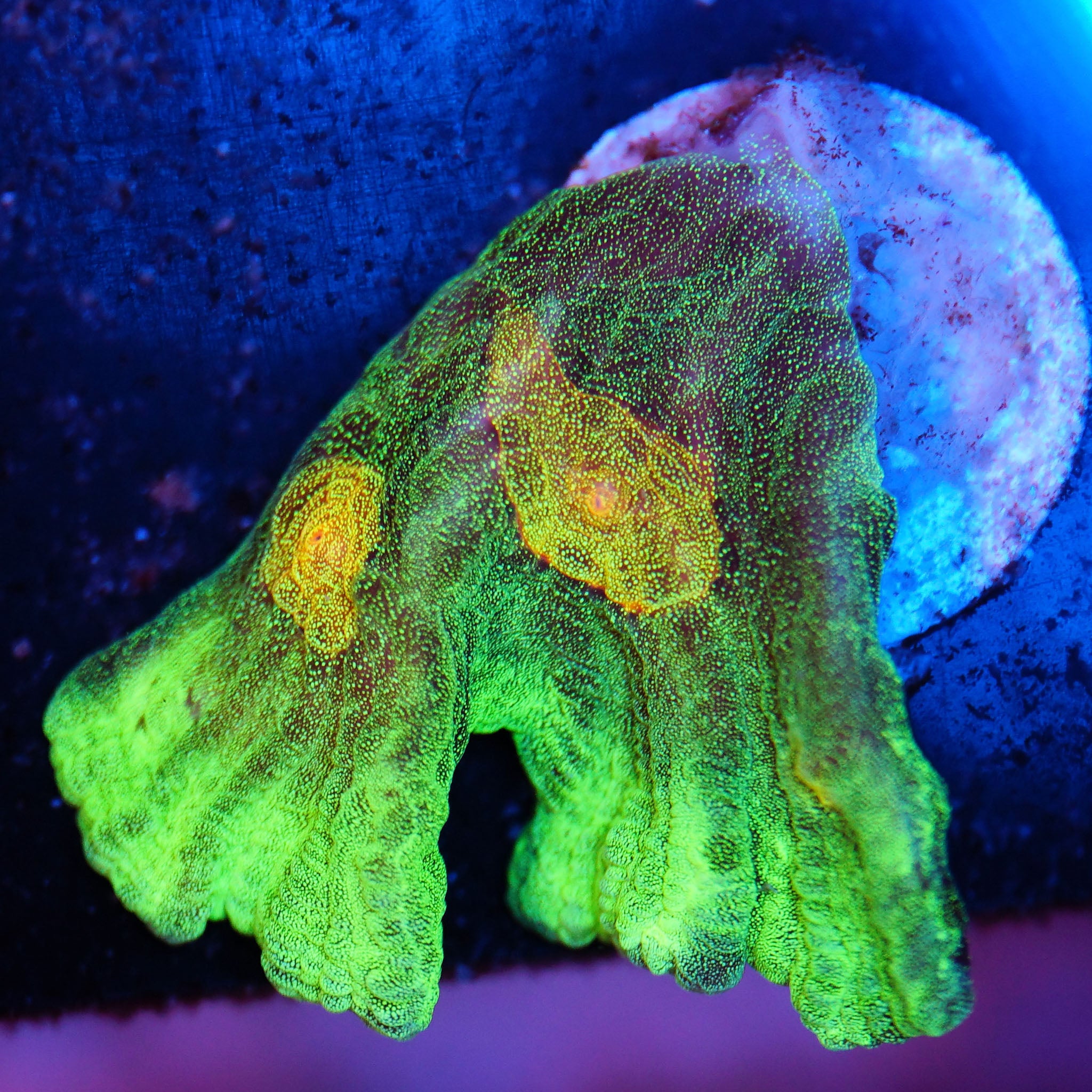 Pectinia Space Invader Korallenableger aus Nachzucht bei Blaulicht