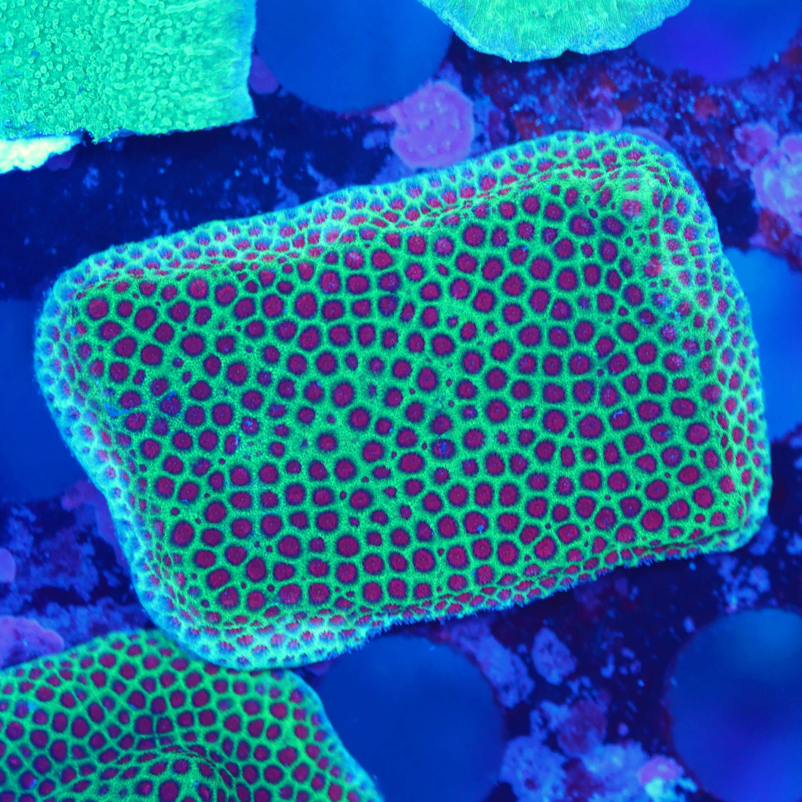 Porites the grinch Nachzucht bei Blaulicht