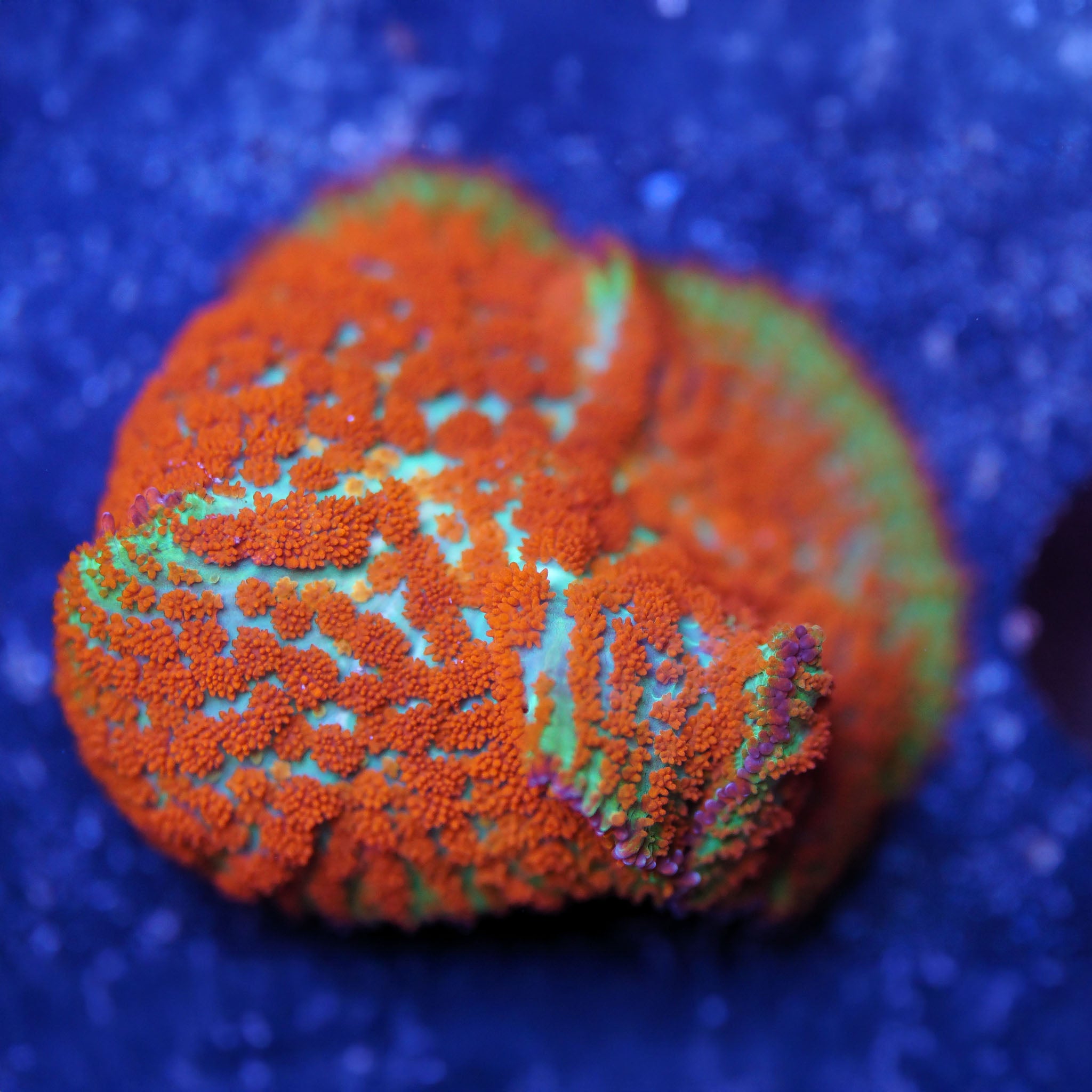Rhodactis Forest Fire Scheibenanemone Korallenableger aus Nachzucht 