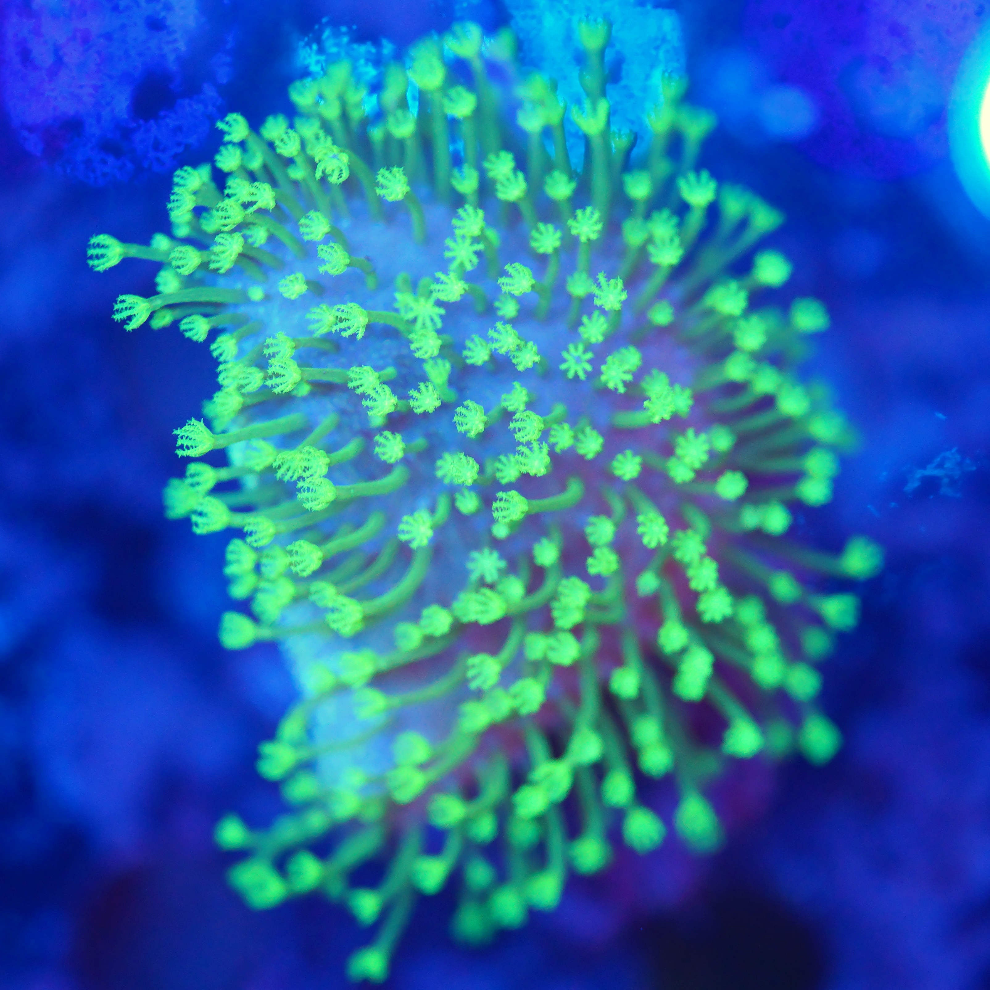 Sarcophyton Pilzleder ultra grün