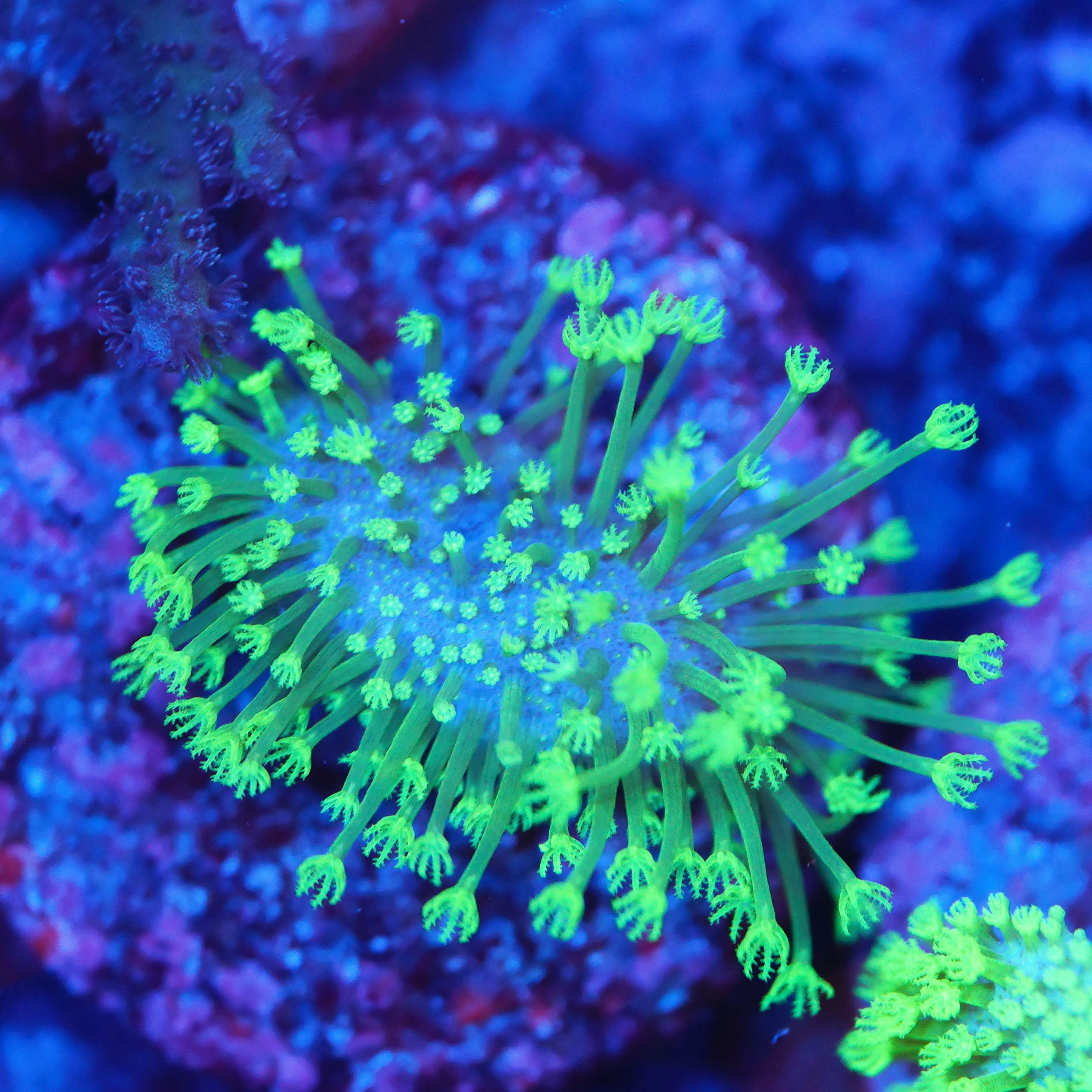 Sarcophyton Pilzleder ultra grün