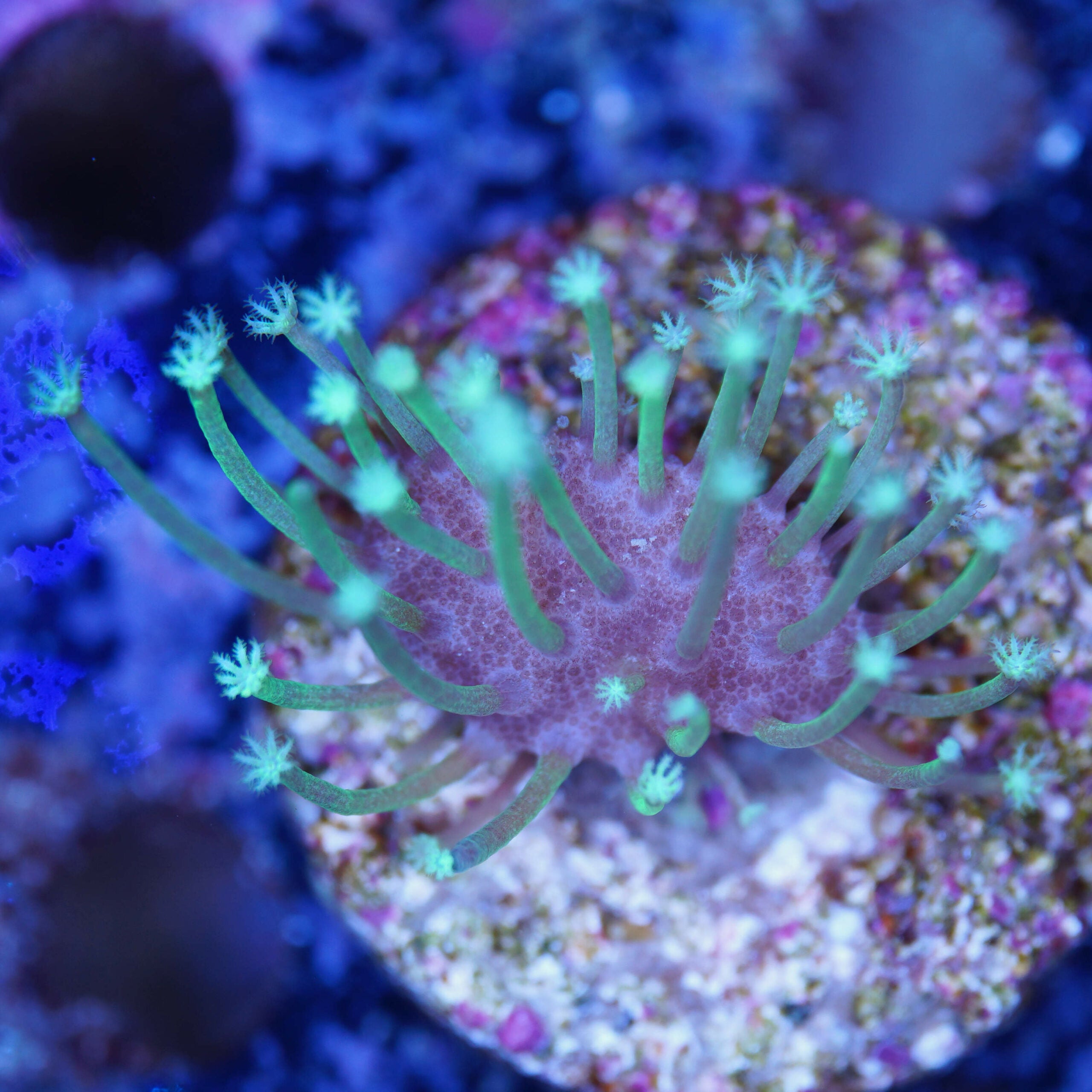 Sarcophyton Pilzleder willow