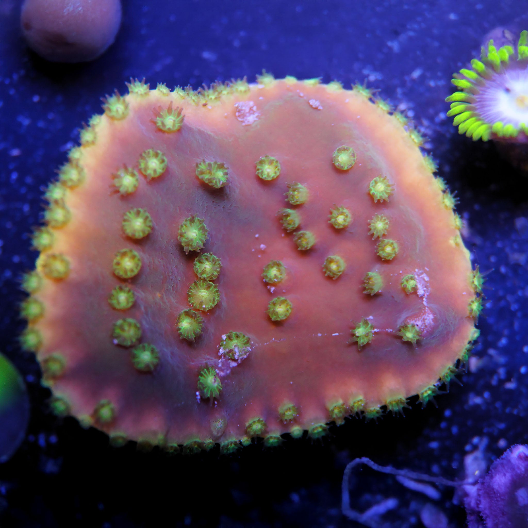 Turbinaria reniformis Korallenableger aus Nachzucht mit gelben Polypen bei Tageslicht