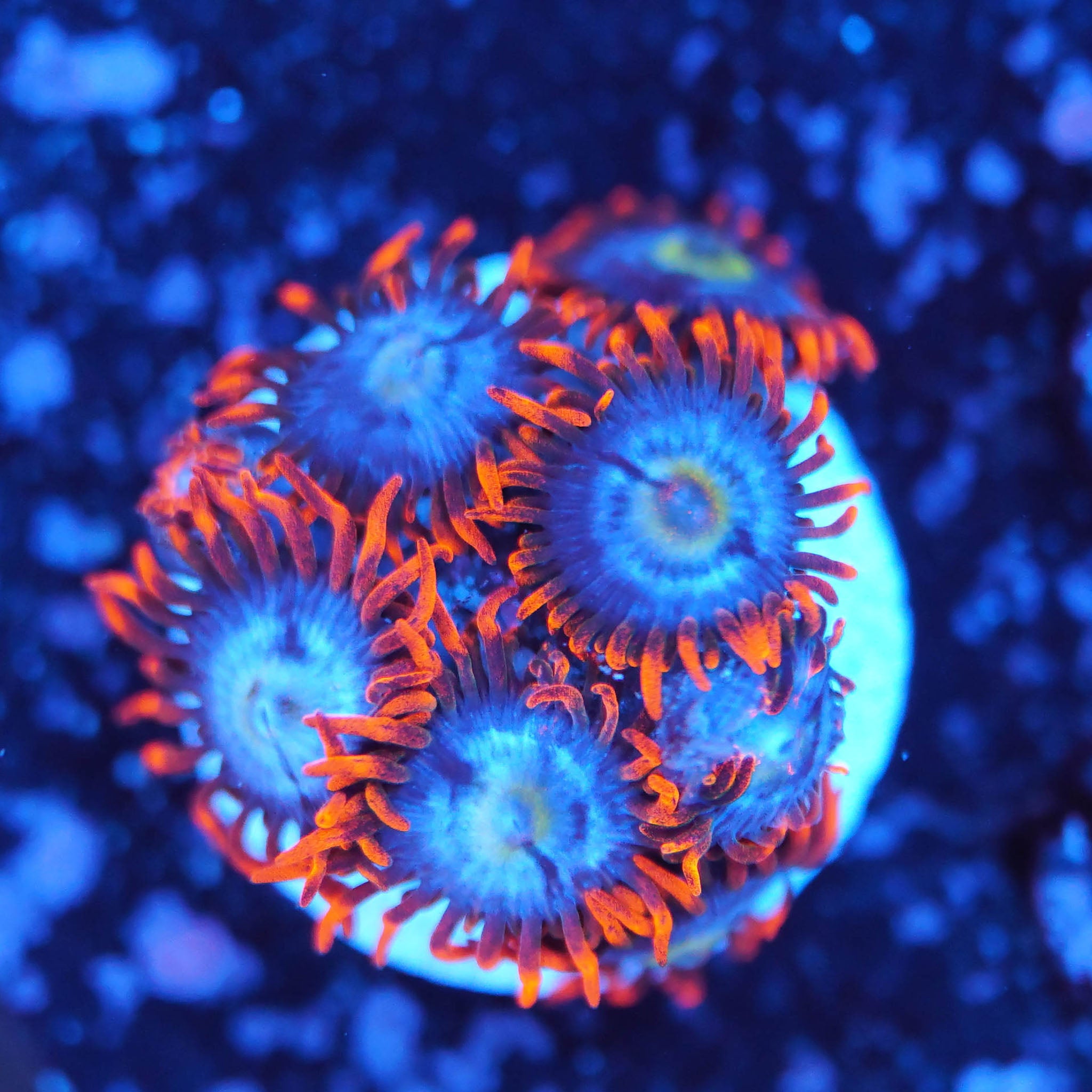 Zoanthus Fire and Ice Korallenableger aus Nachzucht bei Blaulicht in den Farben Blau und Orange