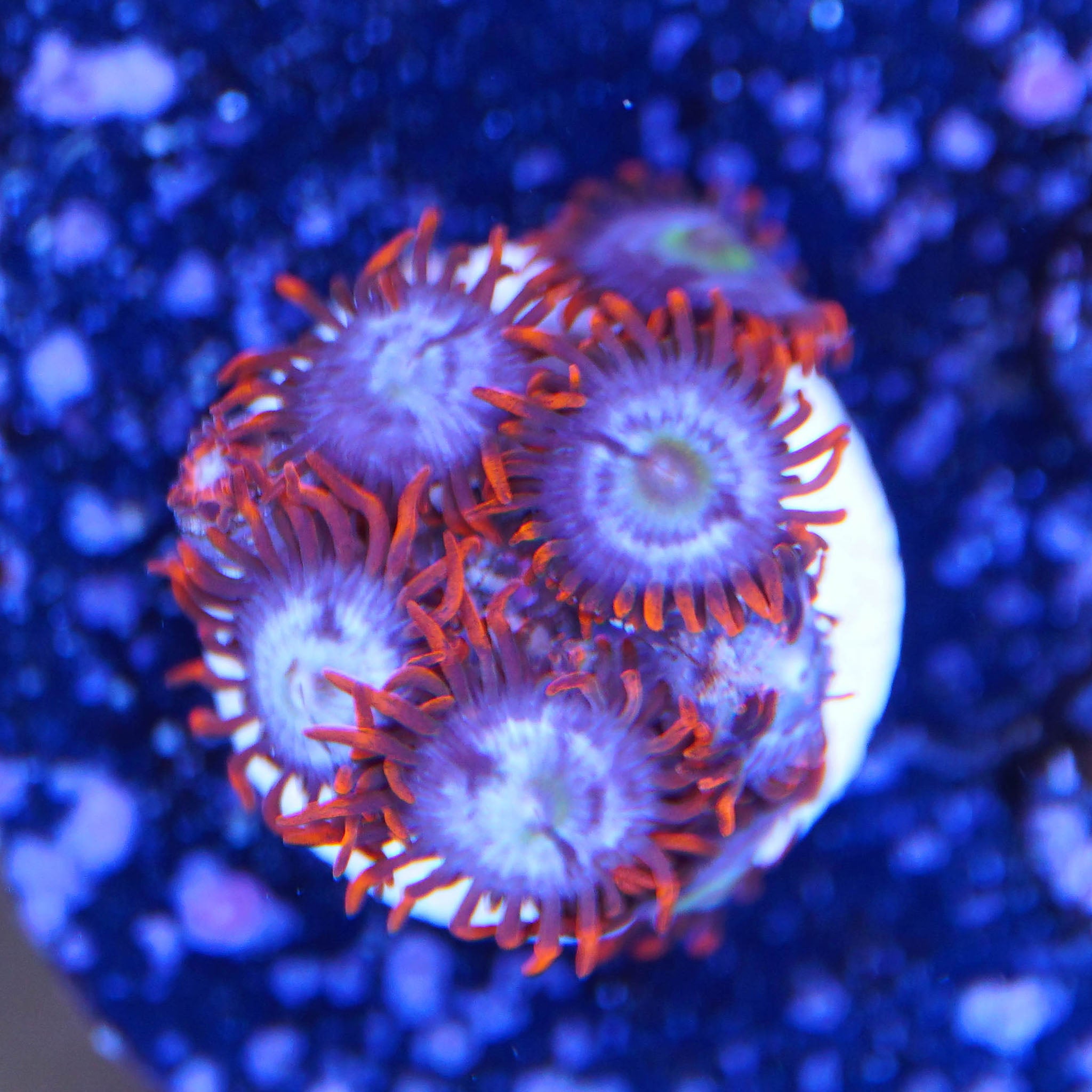 Zoanthus Fire and Ice Korallenableger aus Nachzucht bei Tageslicht in den Farben Blau und Orange