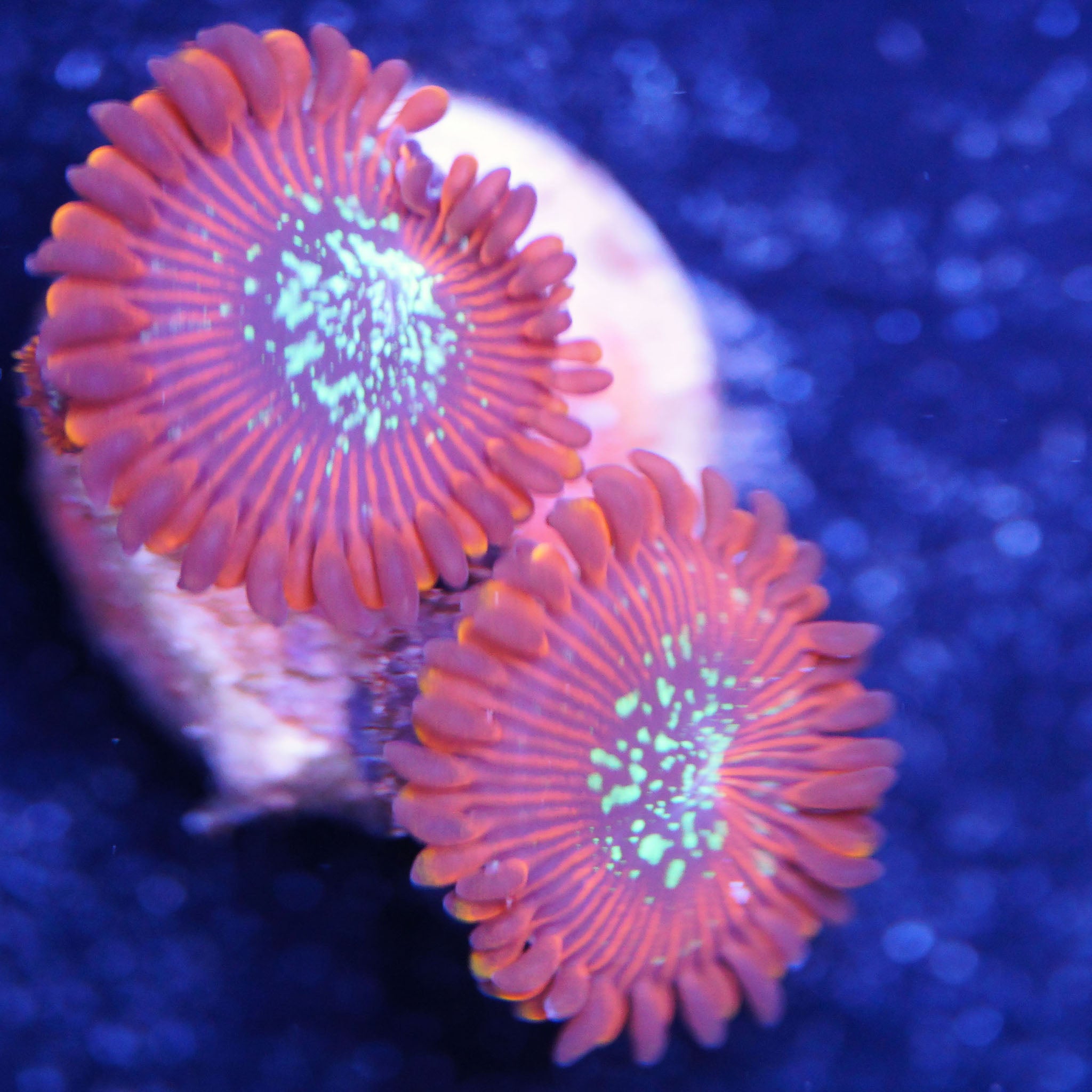Zoanthus Red Magician Korallenableger bei Tageslicht
