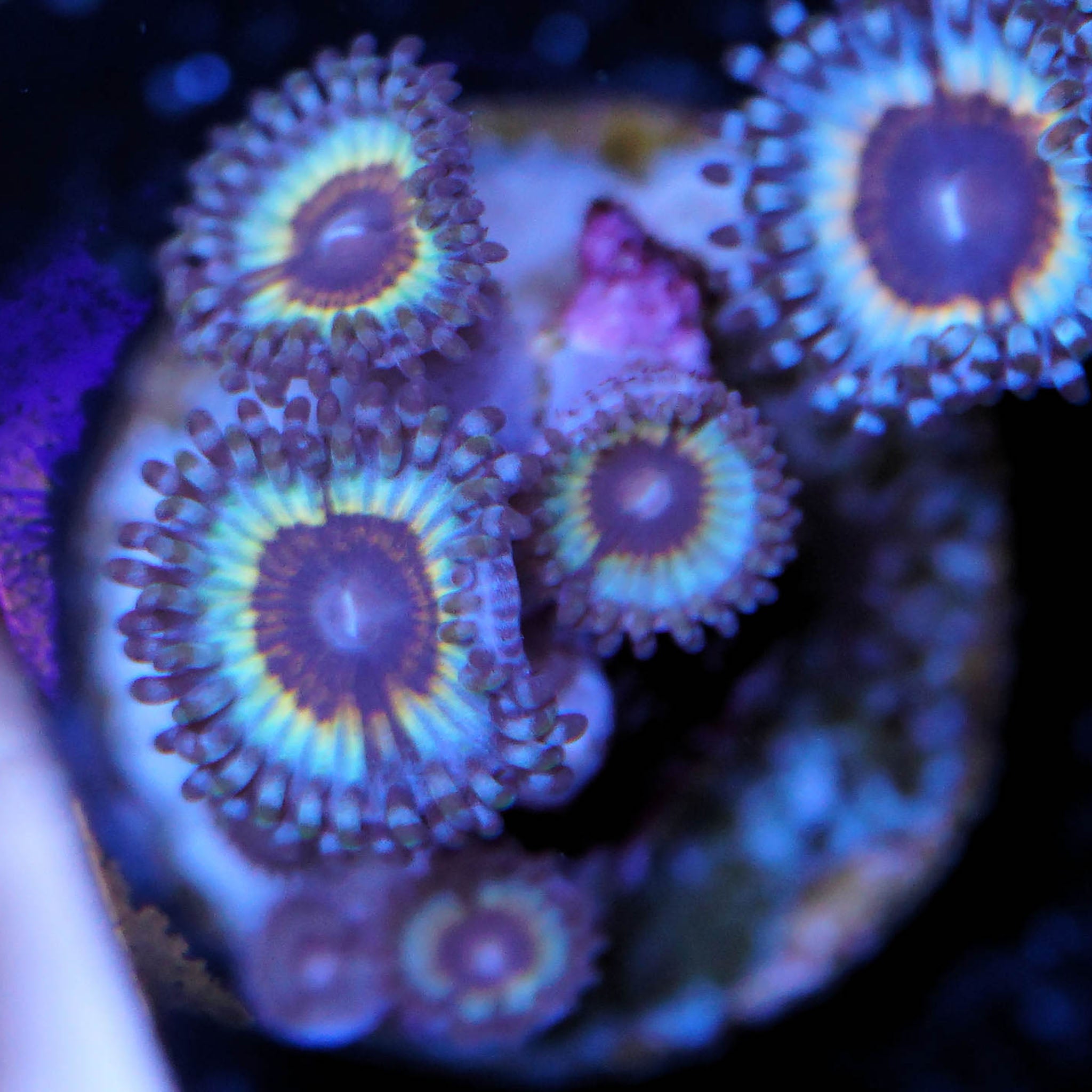 Zoanthus Sonic Flare Korallenableger bei Tageslicht